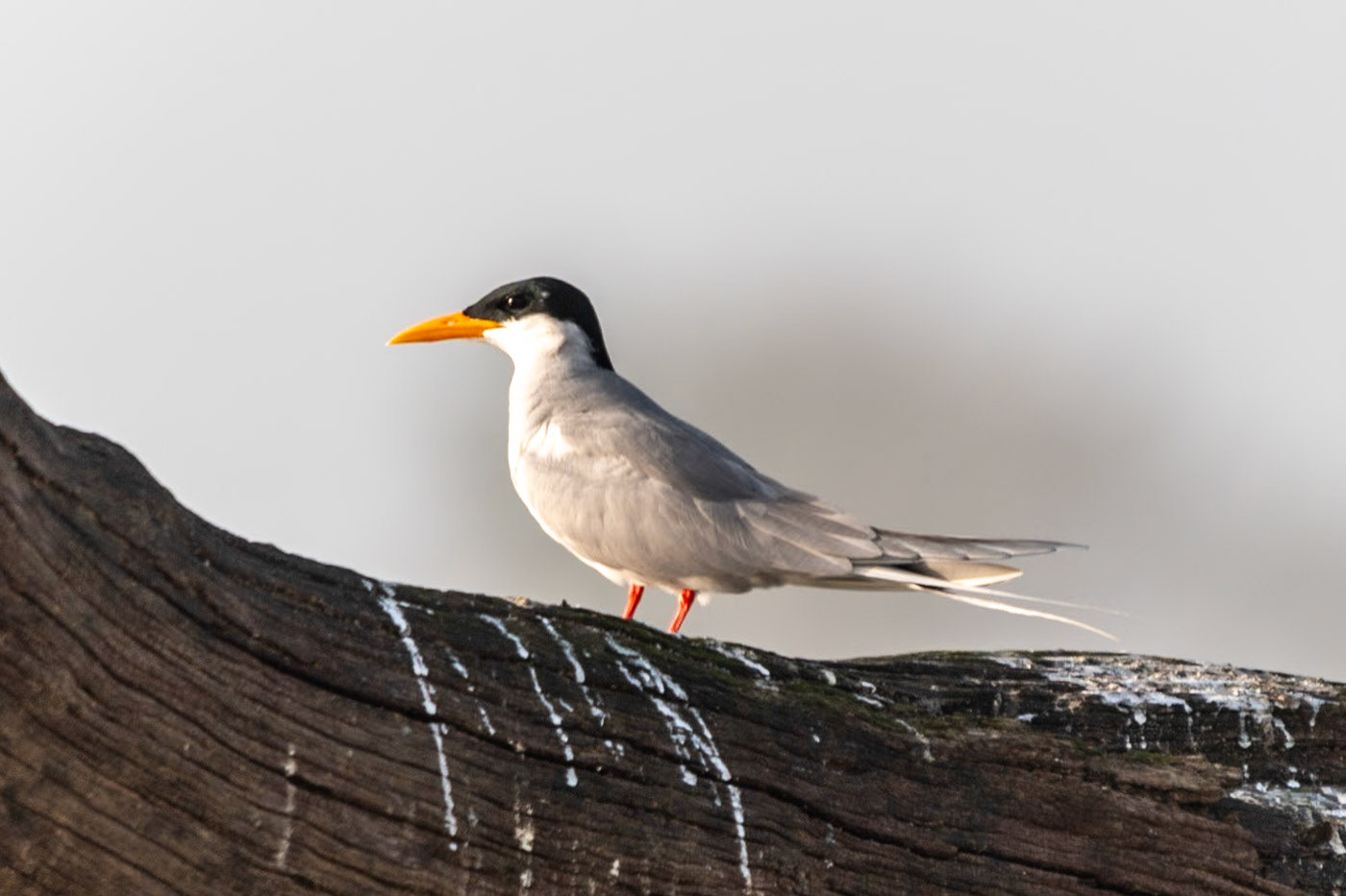 River Tern, Nagarahole