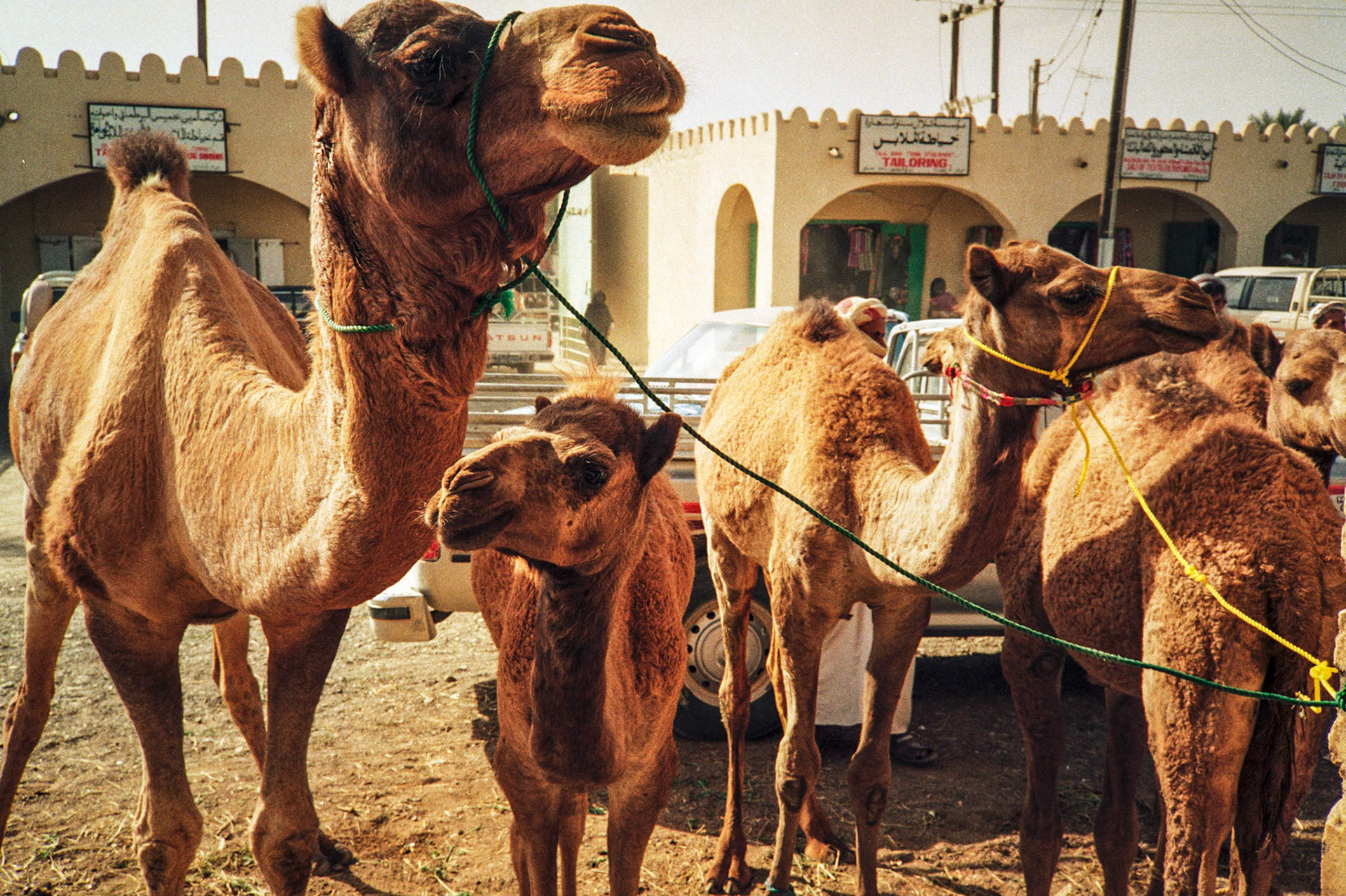 Camel market, Sanaw