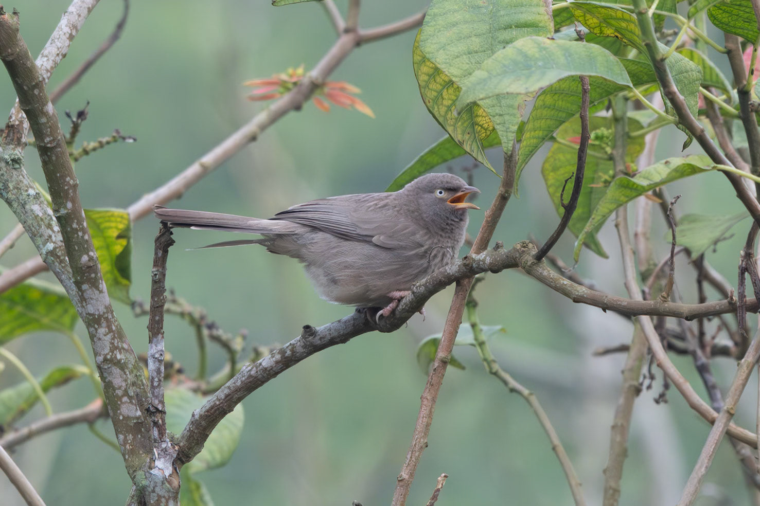 Jungle Babbler, Coonoor