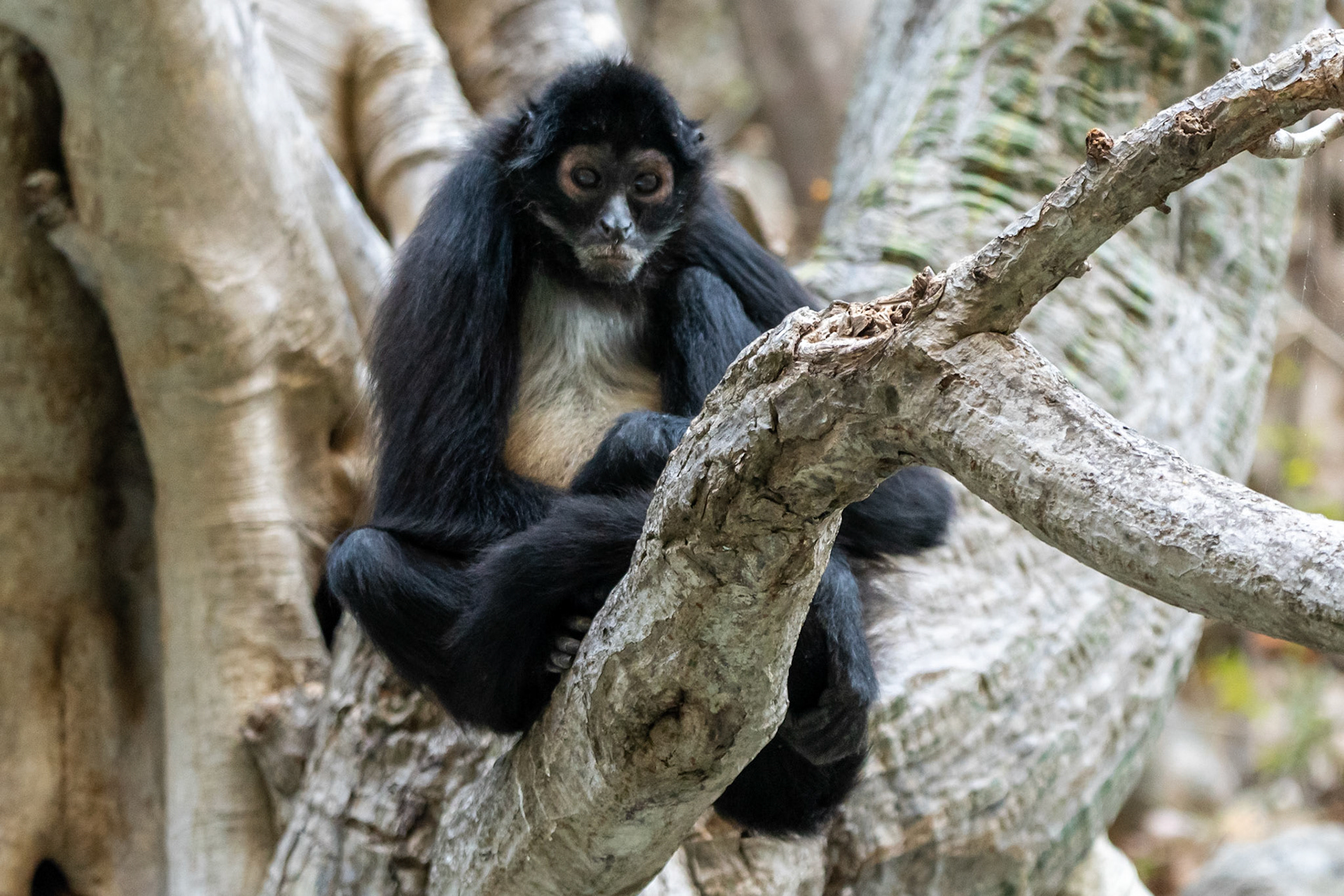 Mexican Spider Monkey, Sumidero Canyon, Mexico