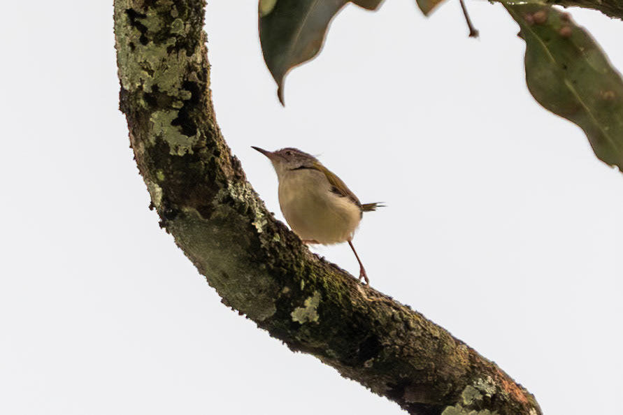 Common Tailorbird, Munnar