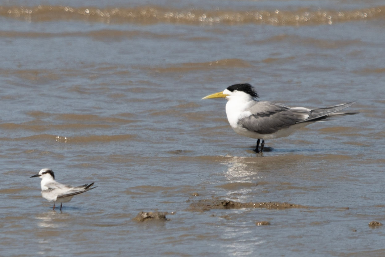Crested Tern and Gull-billed Tern, Cairns, Qld