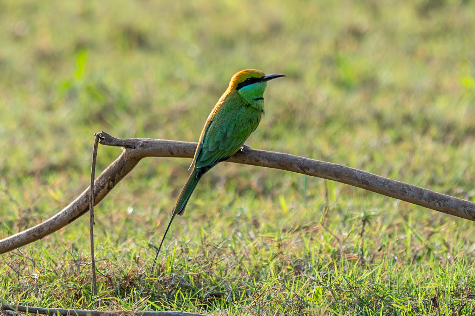 Asian Green Bee-eater, Nagarahole
