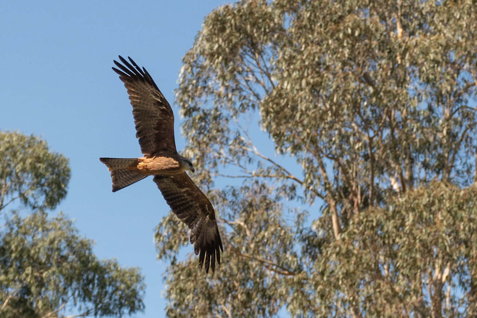 Black Kite (cap), Healesville, Victoria, Australia