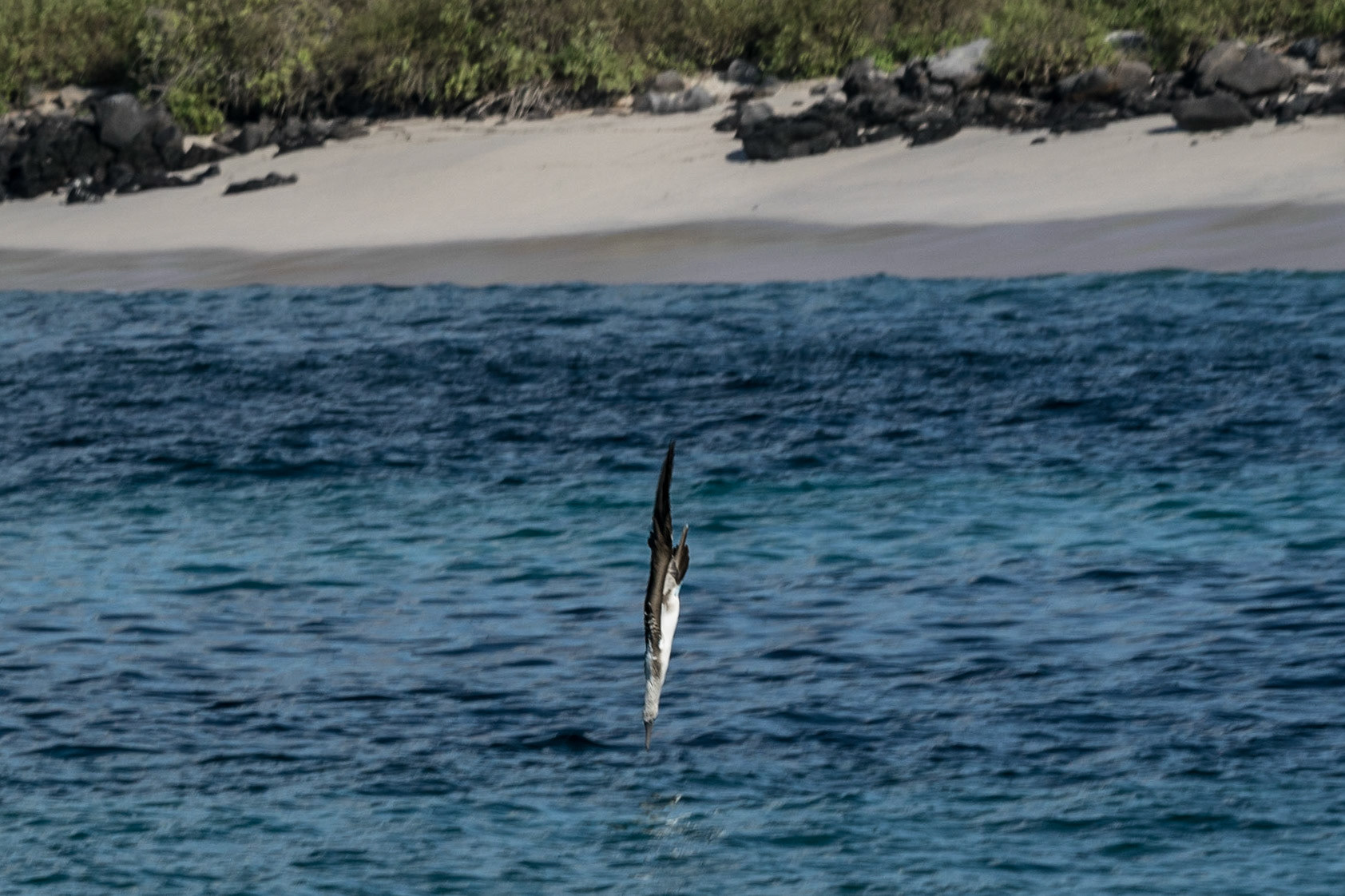 Blue-Footed Booby, Espanola, Galapagos, Ecuador