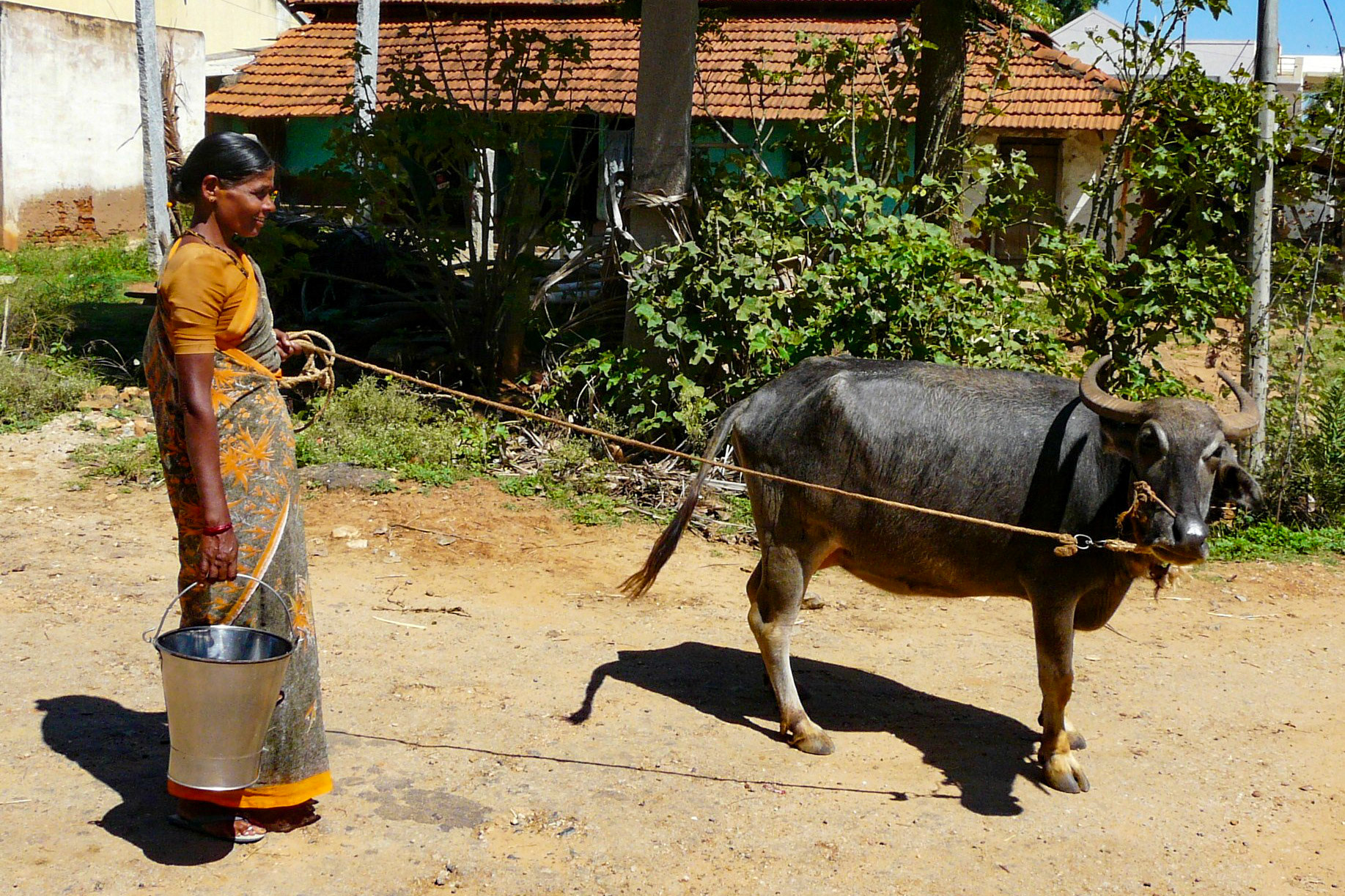 Lady with buffalo, near Bangalore, India
