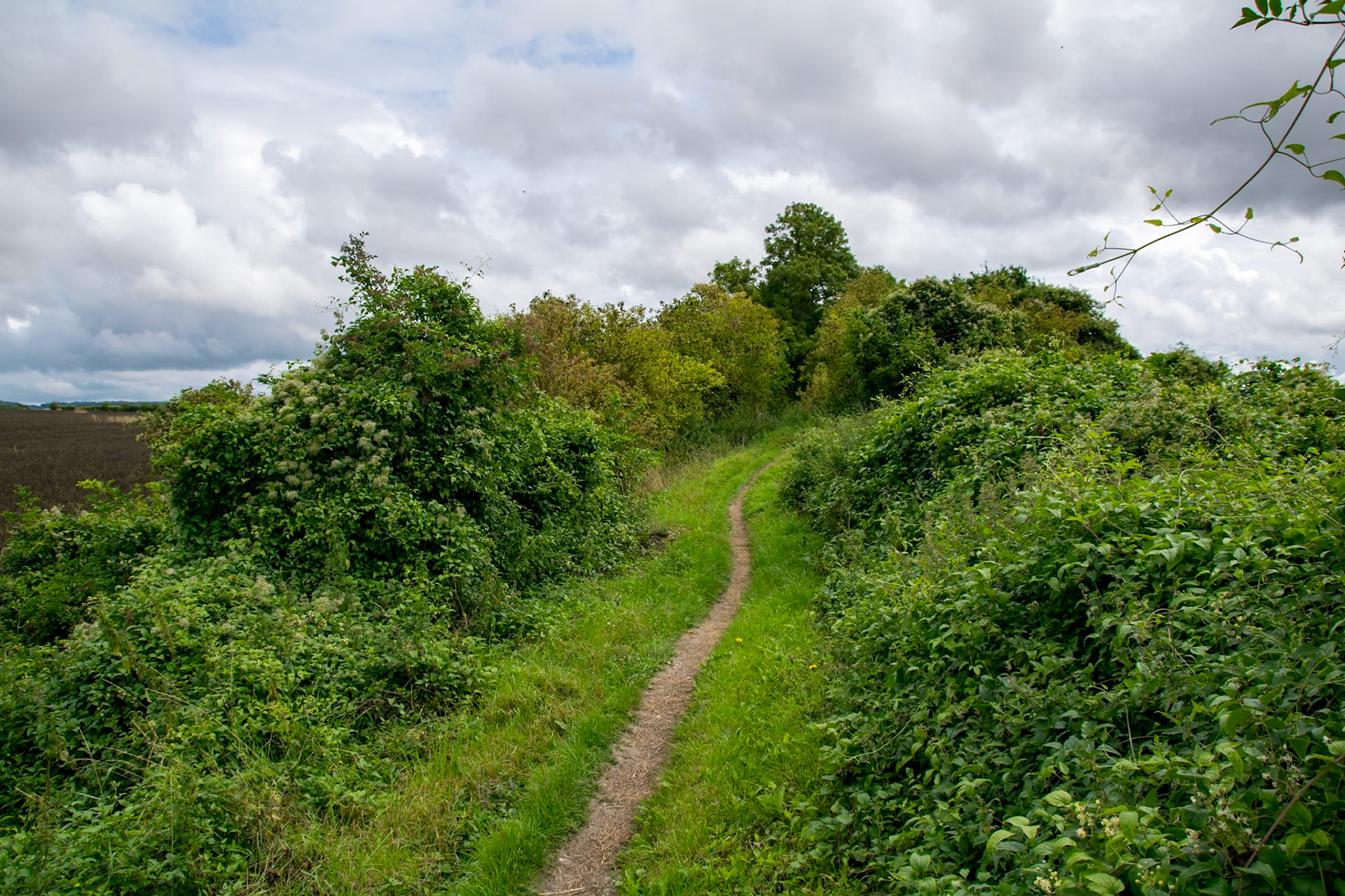 Grim's Ditch (Iron Age Boundary Marker), leading up to Nuffield