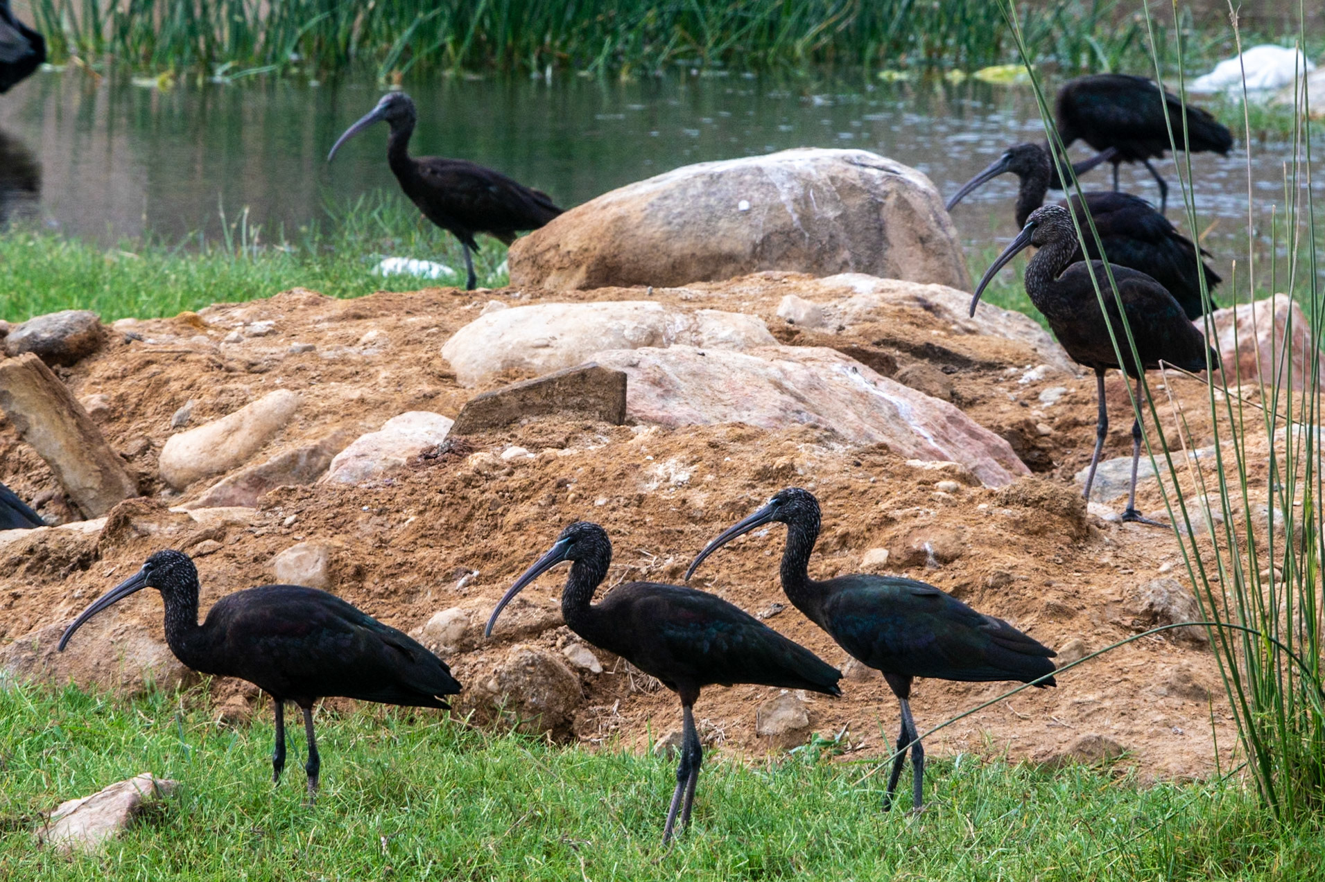 Glossy Ibis, Mirbat