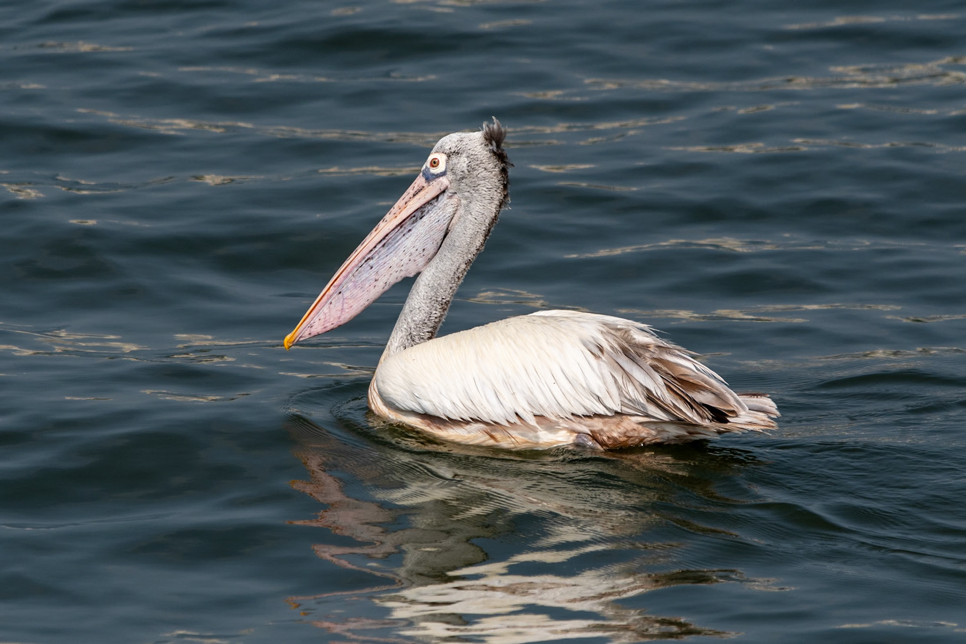 Spot-billed Pelican, en route to Chennai