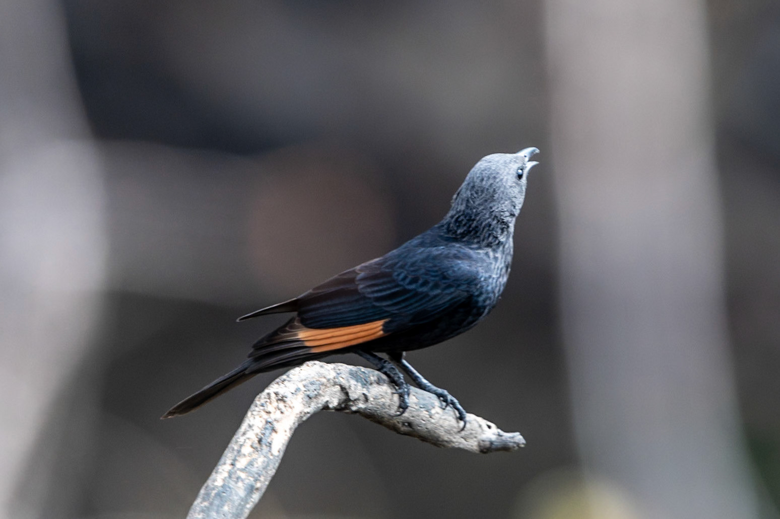 Tristram's Starling, Tawi Atair