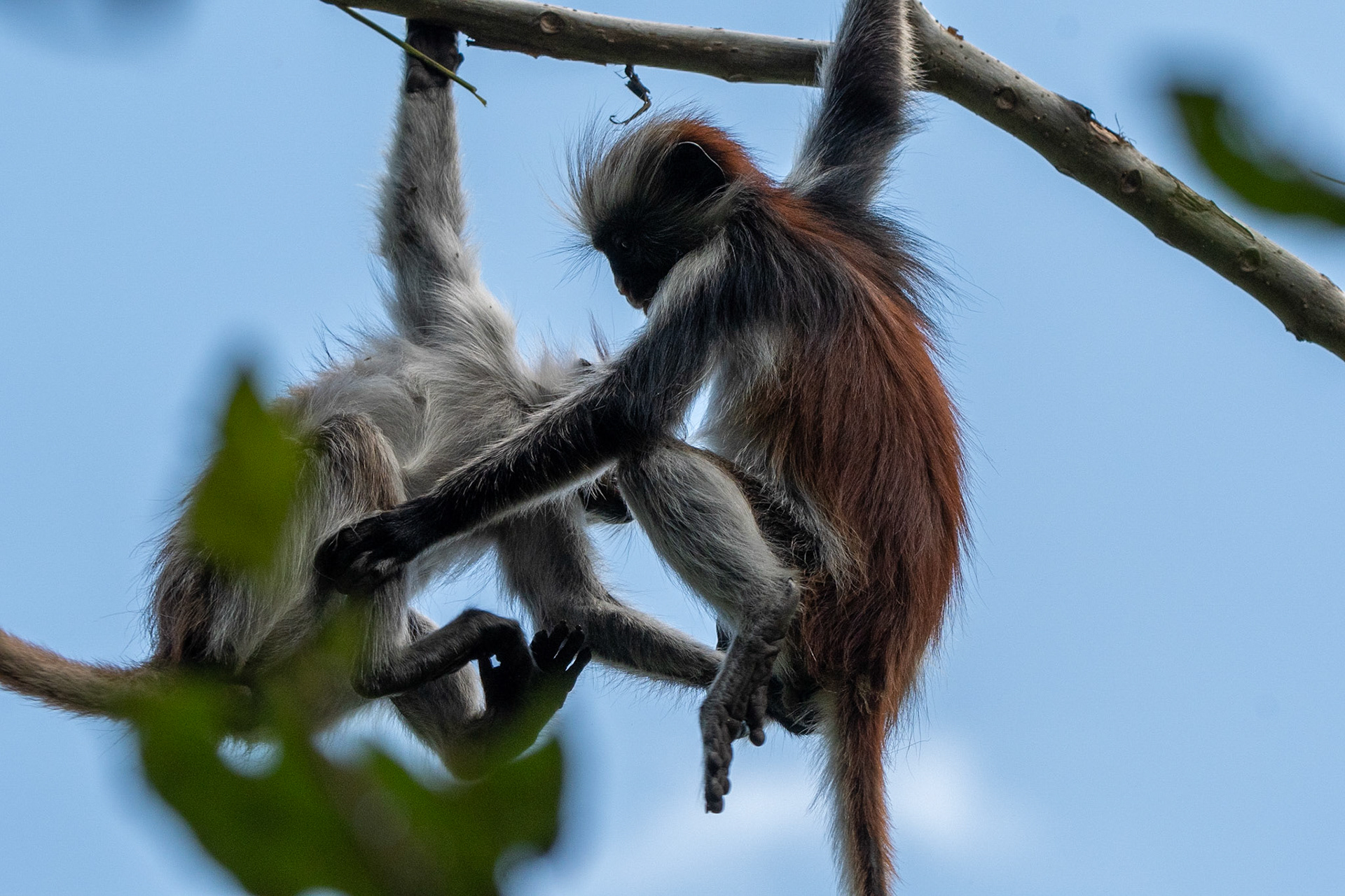Zanzibar Red Colobus Monkey, Jozani Forest, Zanzibar, Tanzania