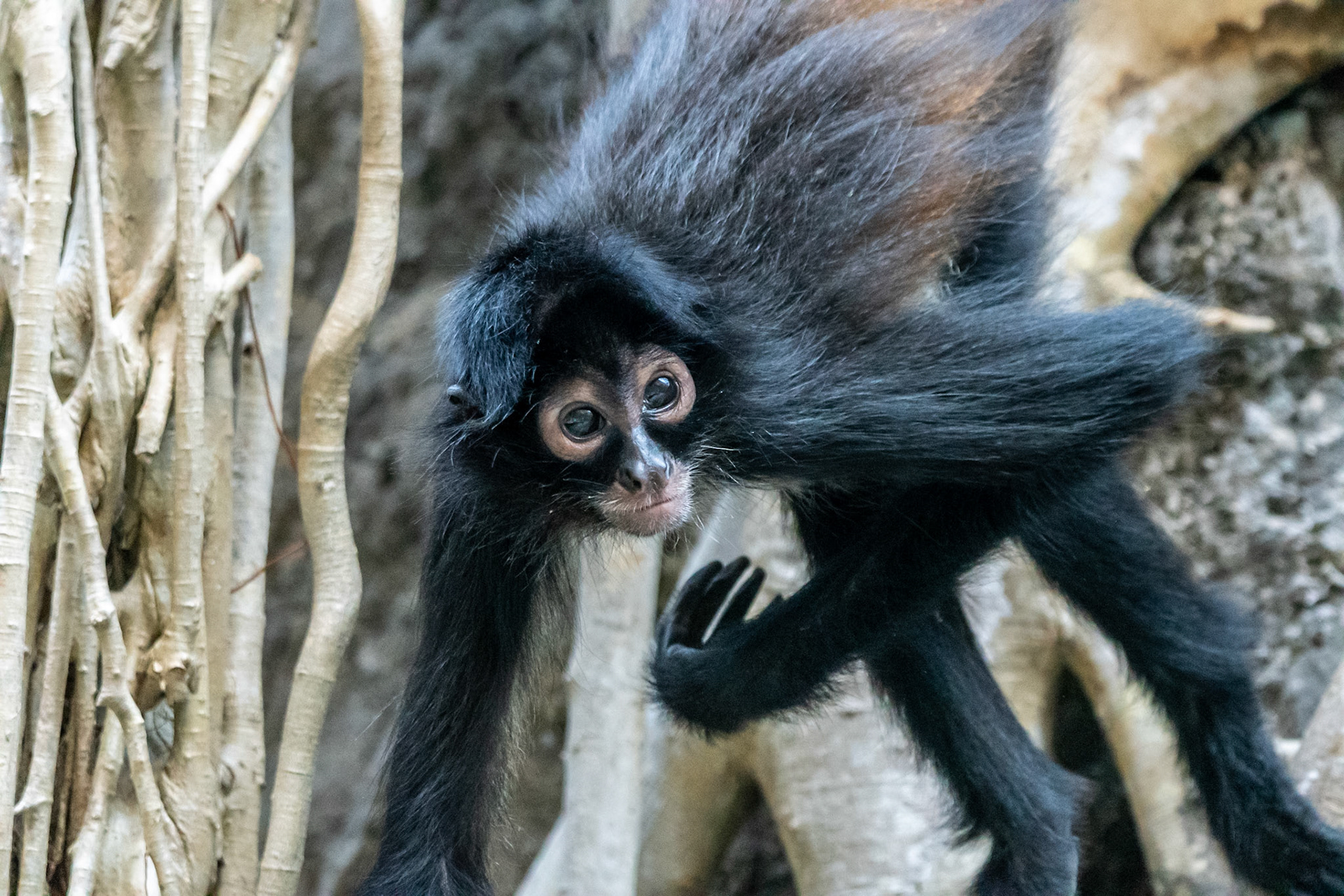 Mexican Spider Monkey, Sumidero Canyon, Mexico