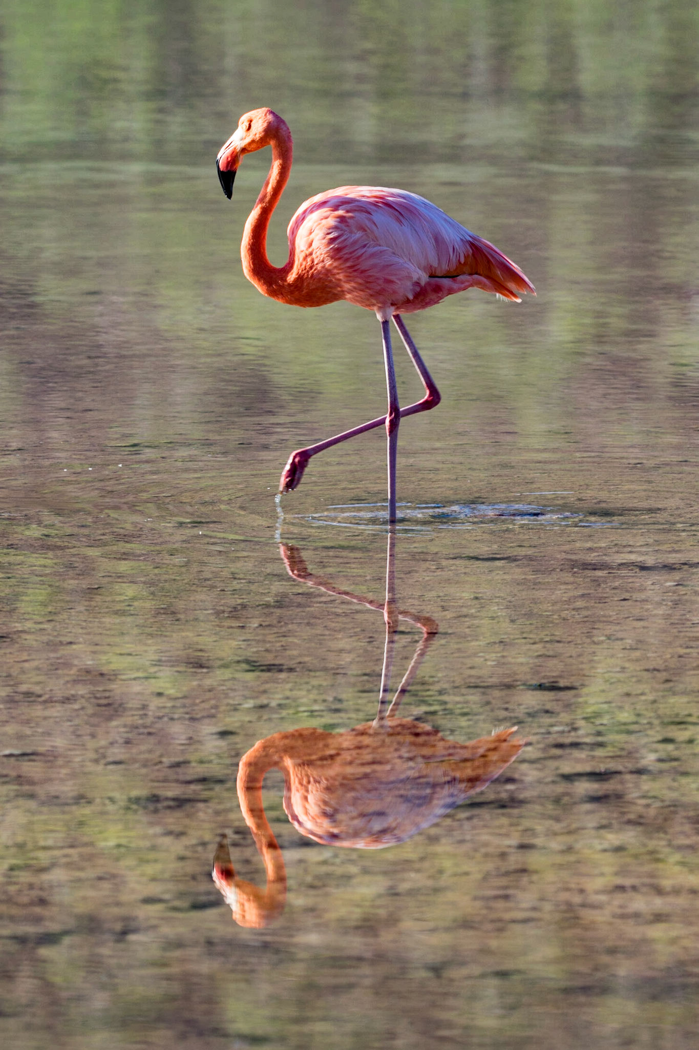 Flamingo, Floreana, Ecuador