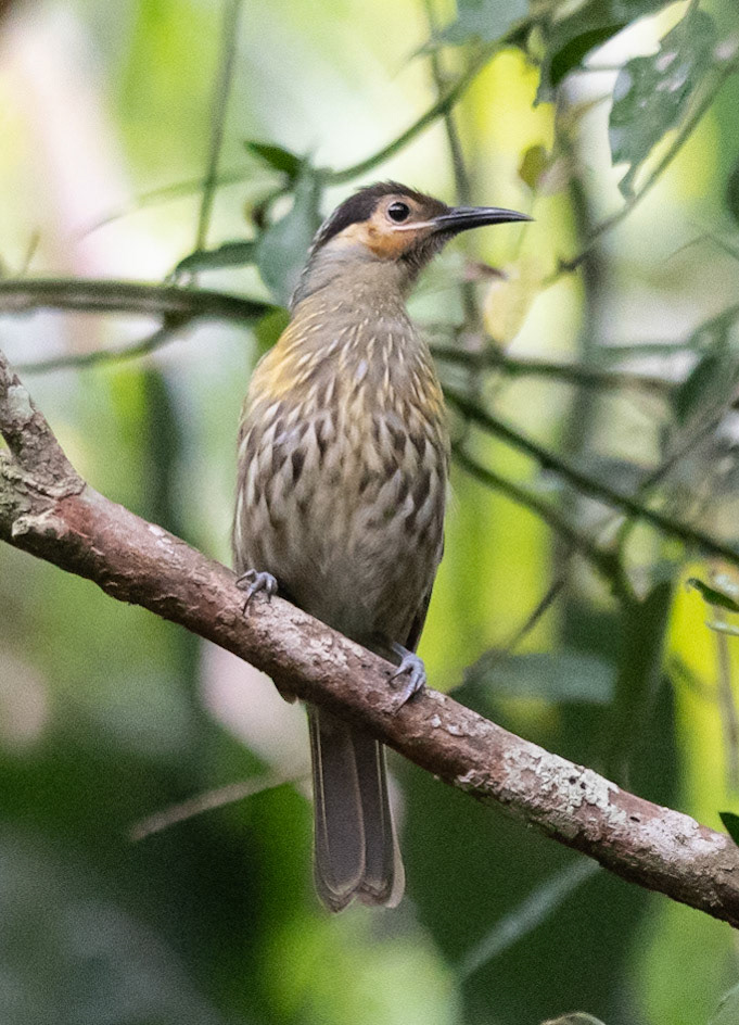 Macleay's Honeyeater, near Kuranda, Qld