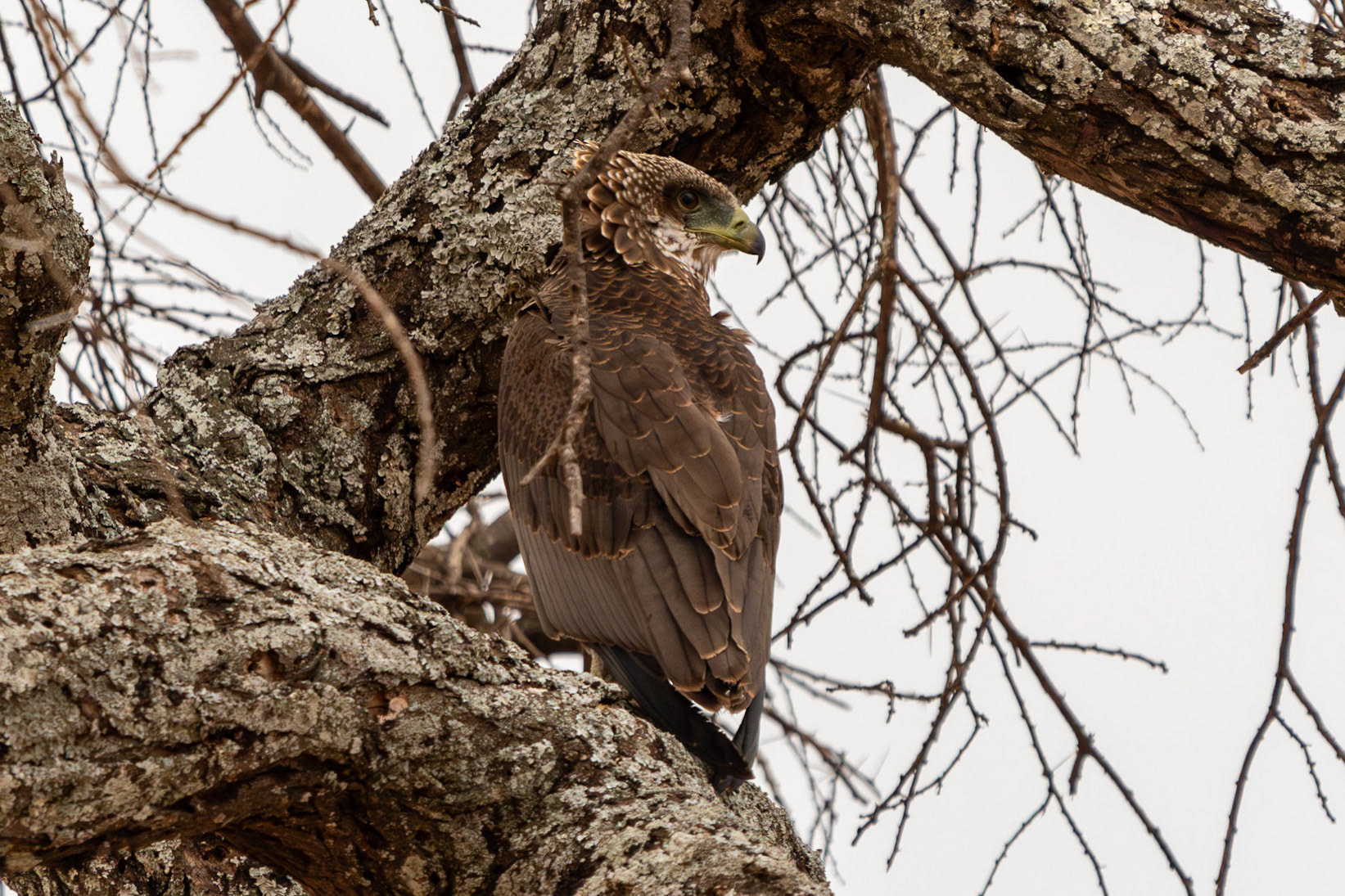 Bateleur (juv), Tarangire National Park