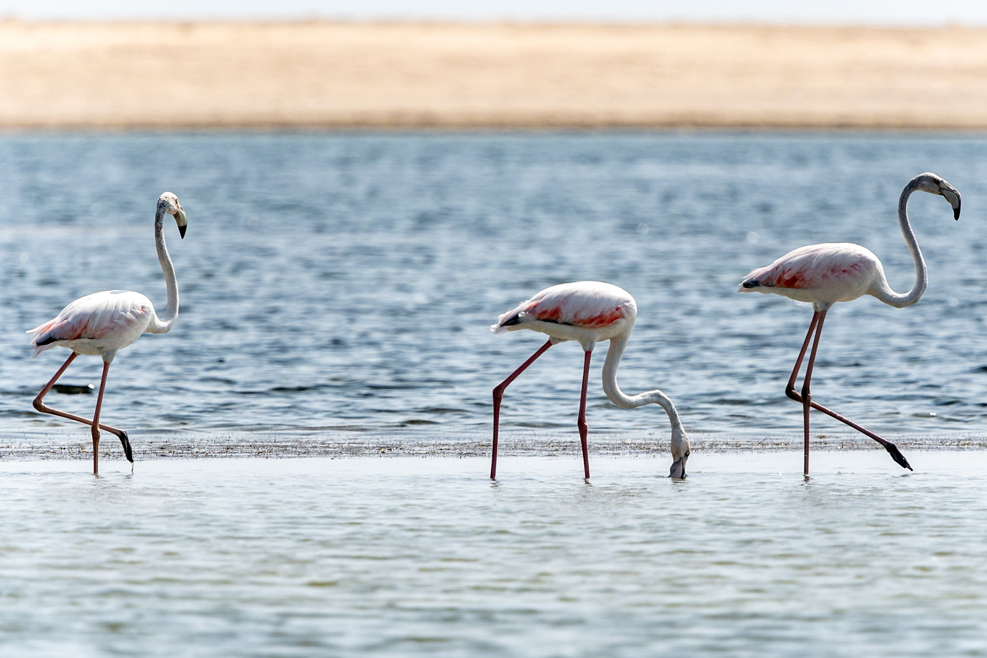 Greater Flamingoes, Wadi Ashawq, Salalah