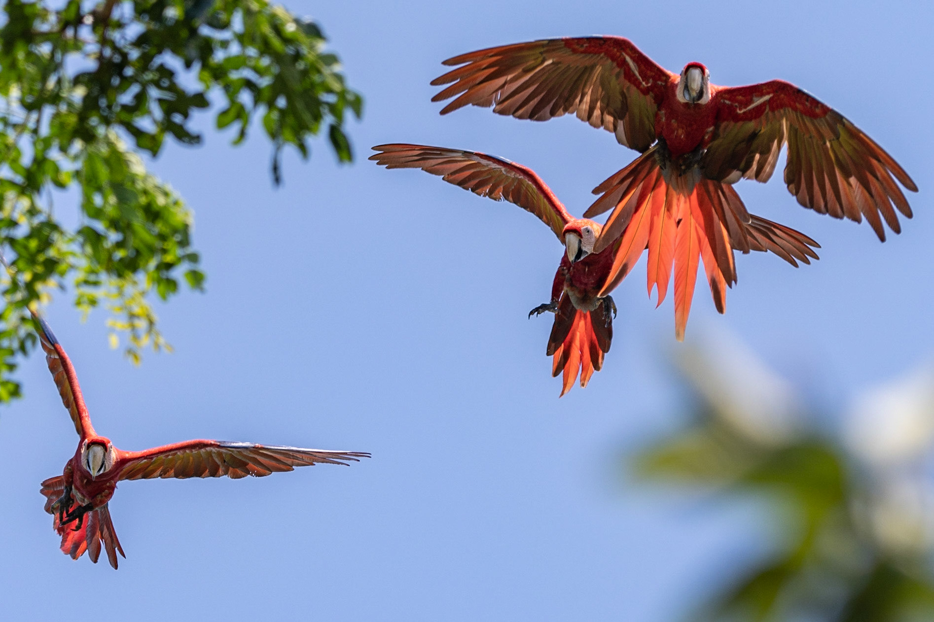 Scarlet Macaws, en route to Manuel Antonio, Costa Rica