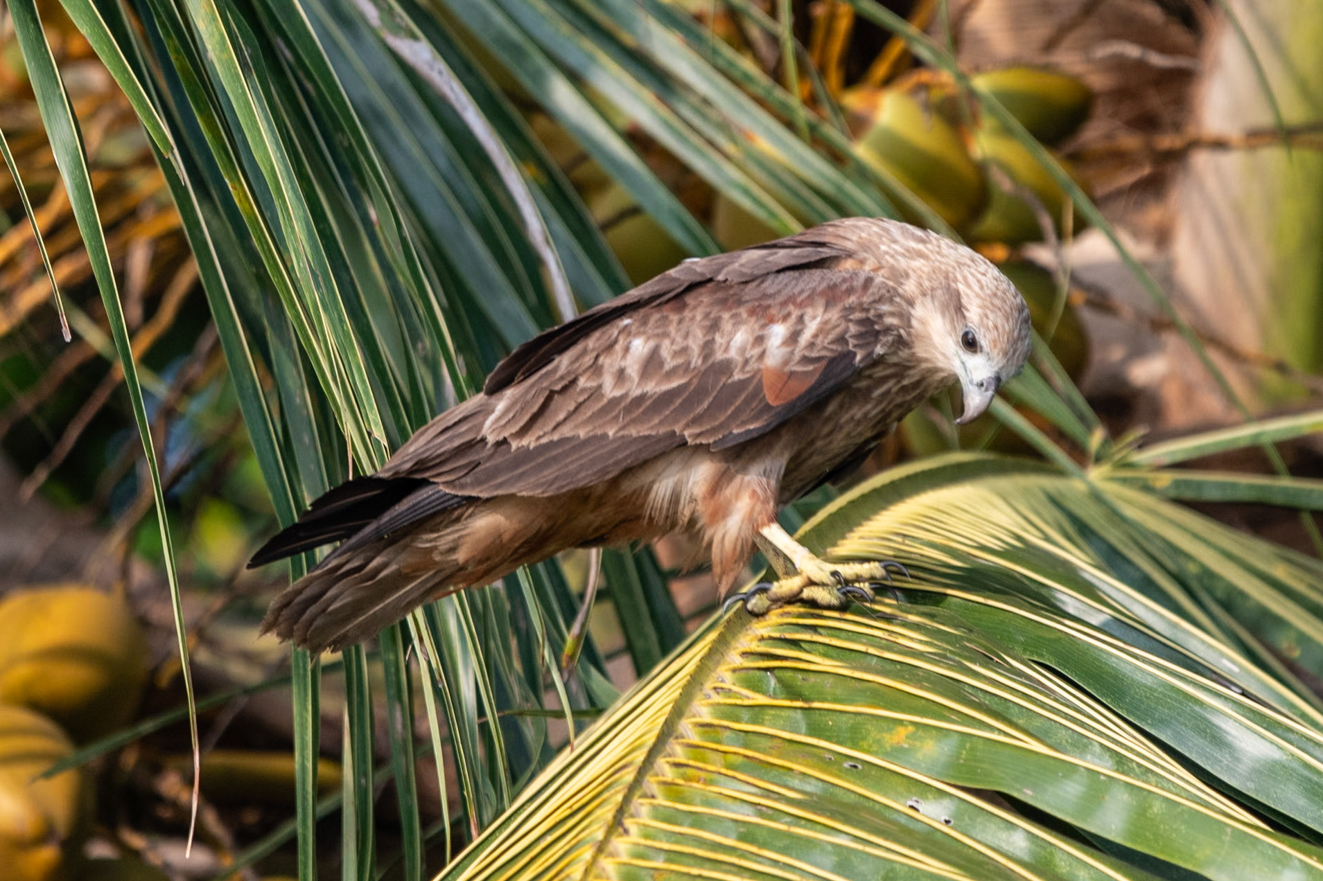 Brahminy kite (juv), Backwaters, Alleppey