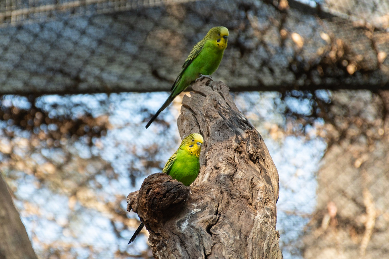 Budgerigars (cap), Healesville, Vic