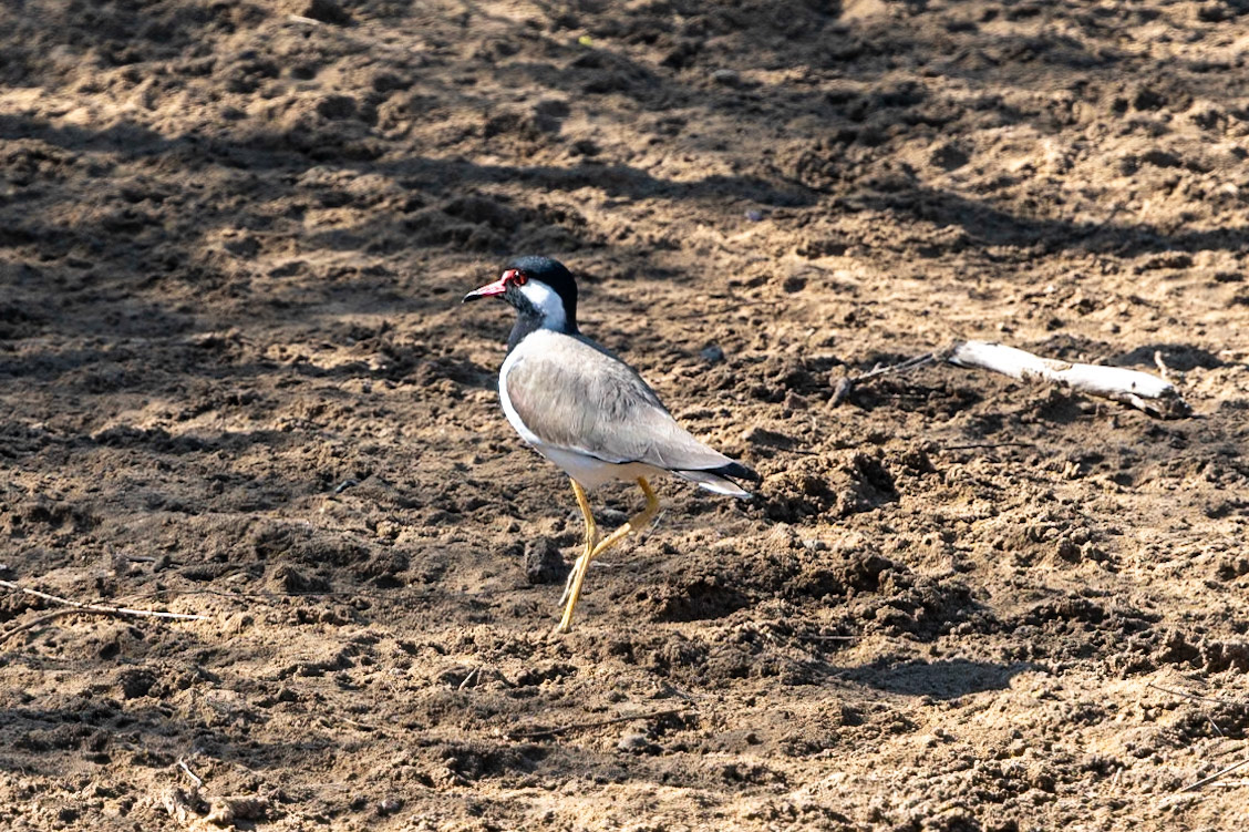 Red-wattled Lapwing, Qurum, Muscat