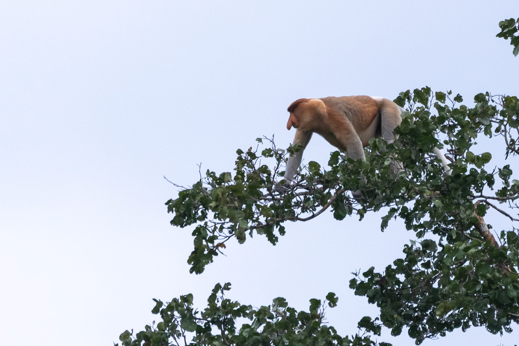 Proboscis monkey preparing to jump, Klias River, Malaysia