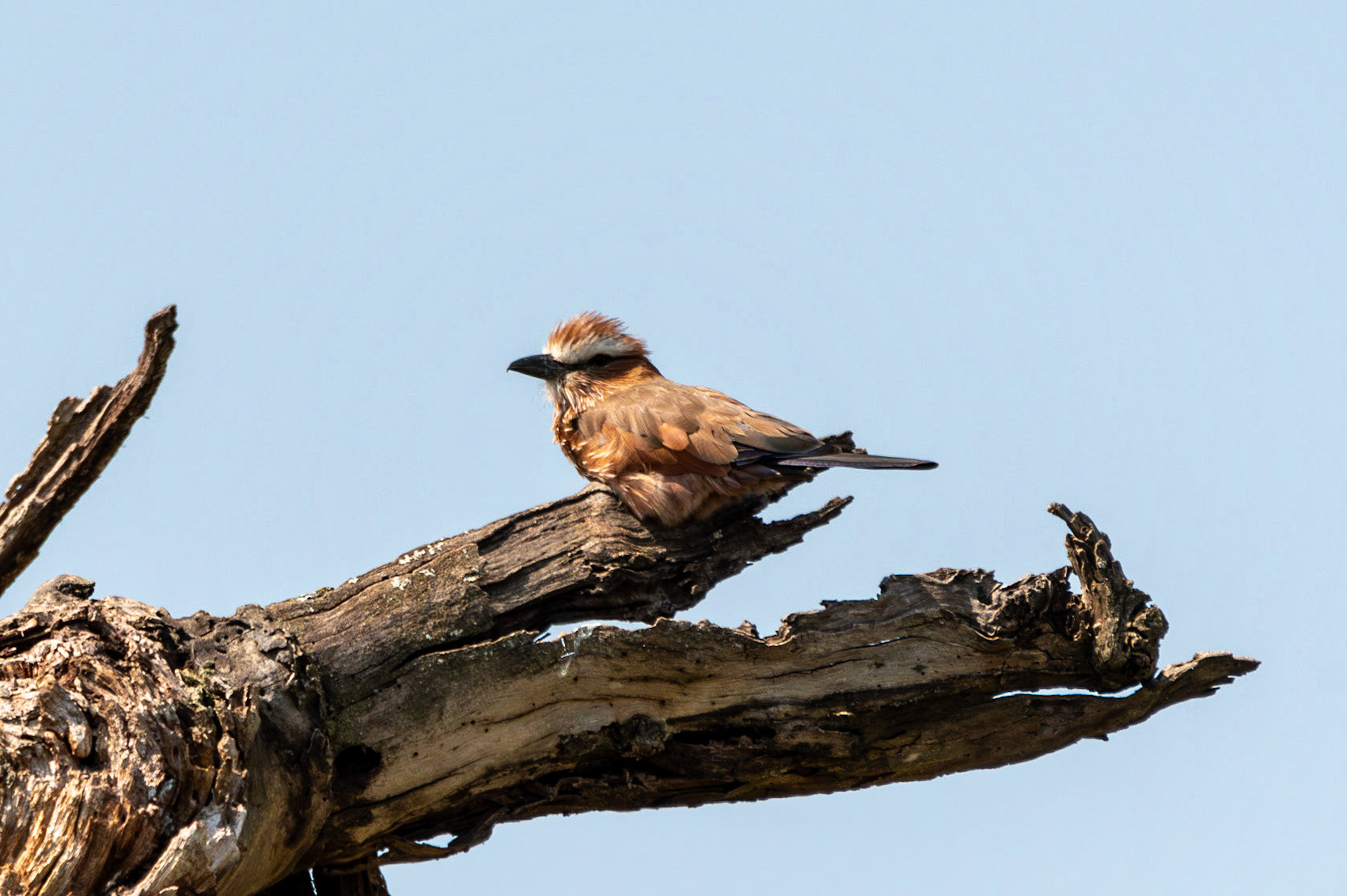 Purple Roller, Serengeti