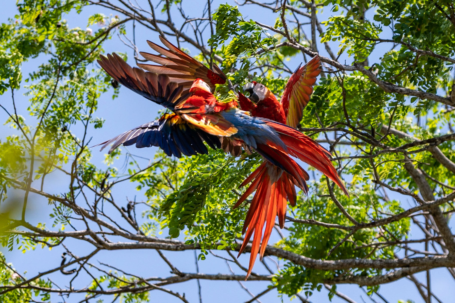 Scarlet Macaws, en route to Manuel Antonio, Costa Rica