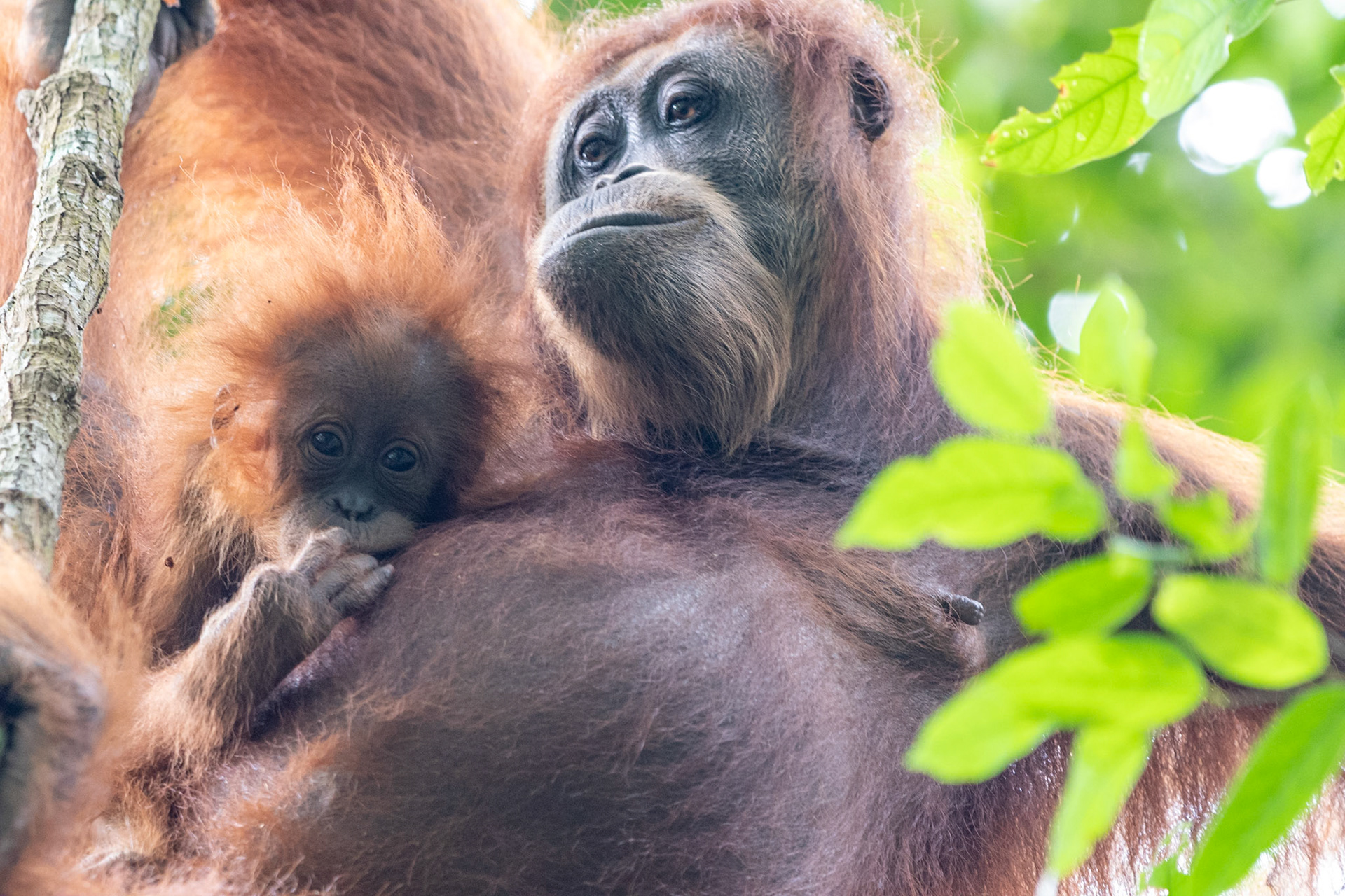 Orangutan with baby, Bukit Lawang, Indonesia