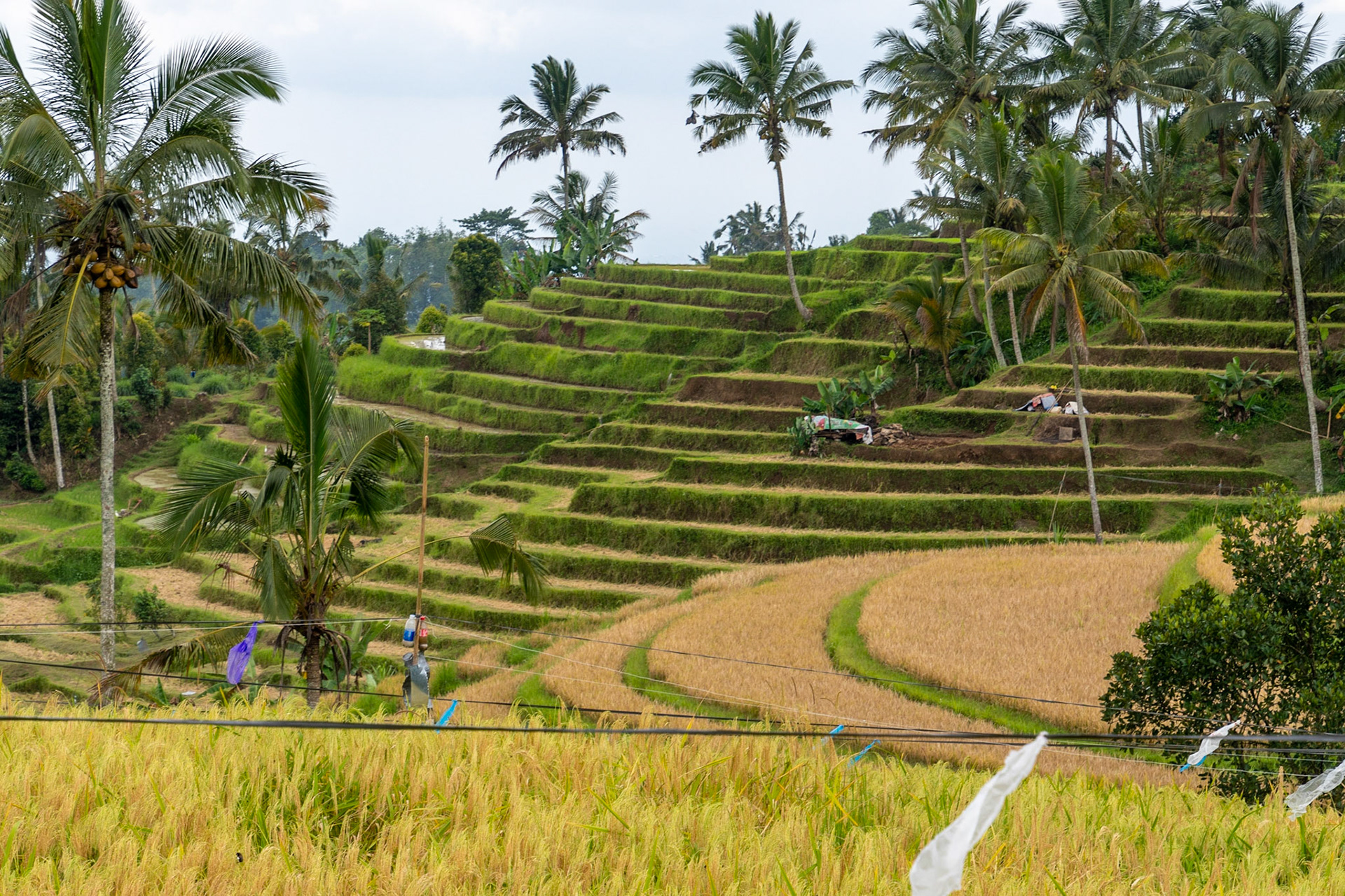 Padi terraces, Jatiluwih