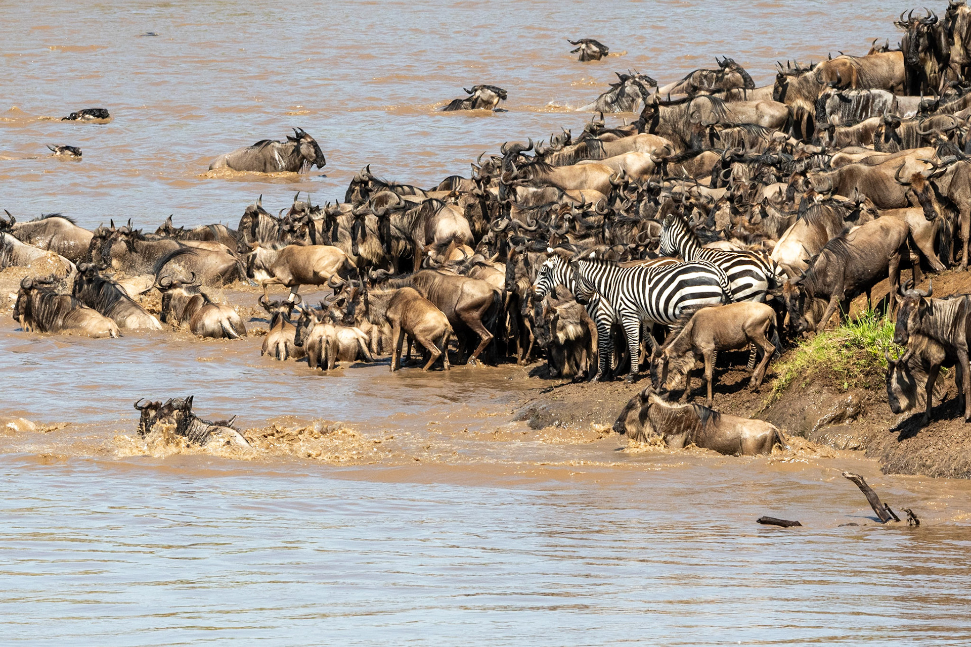 Wildebeests and Zebra crossing Mara River, Maasai Mara