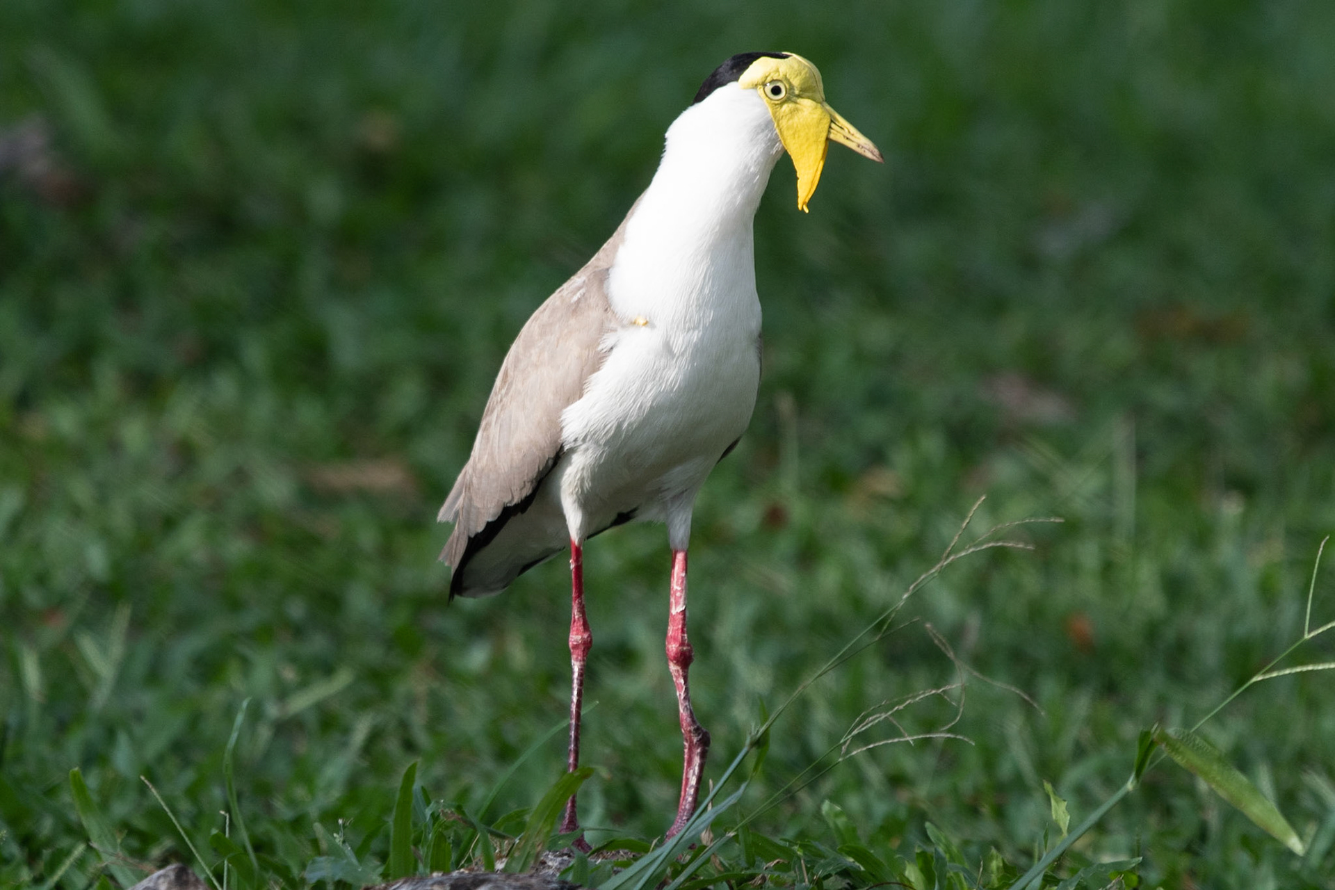 Masked Lapwing (Northern), Darwin, NT