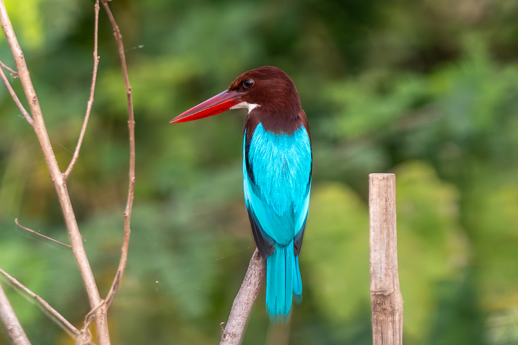 White-throated Kingfisher, en route to Puducherry