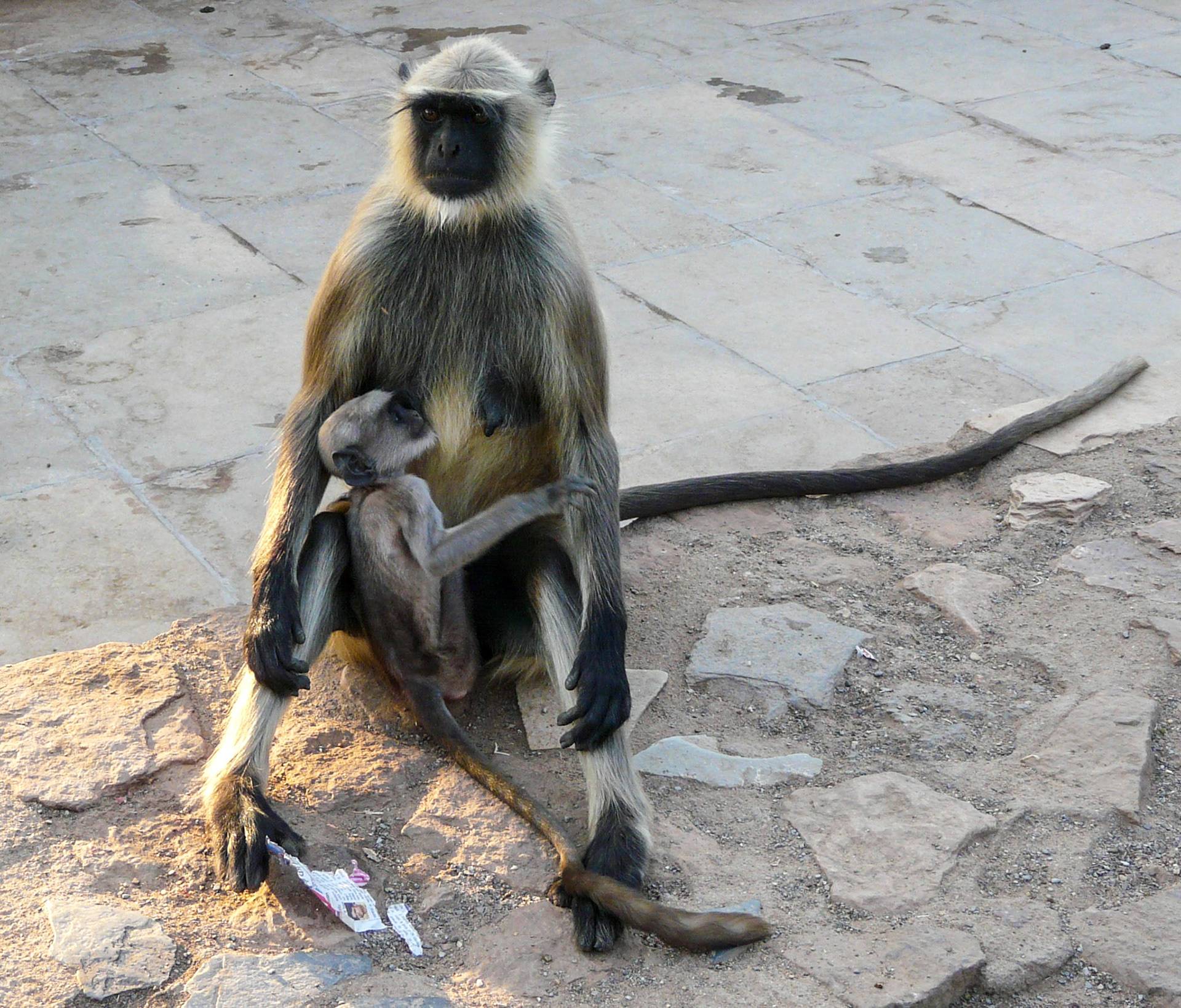 Gray Langur monkey with baby, Chittorgarh, India