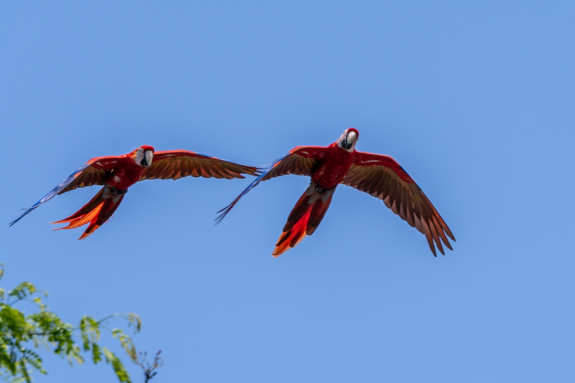 Scarlet Macaws, en route to Manuel Antonio, Costa Rica