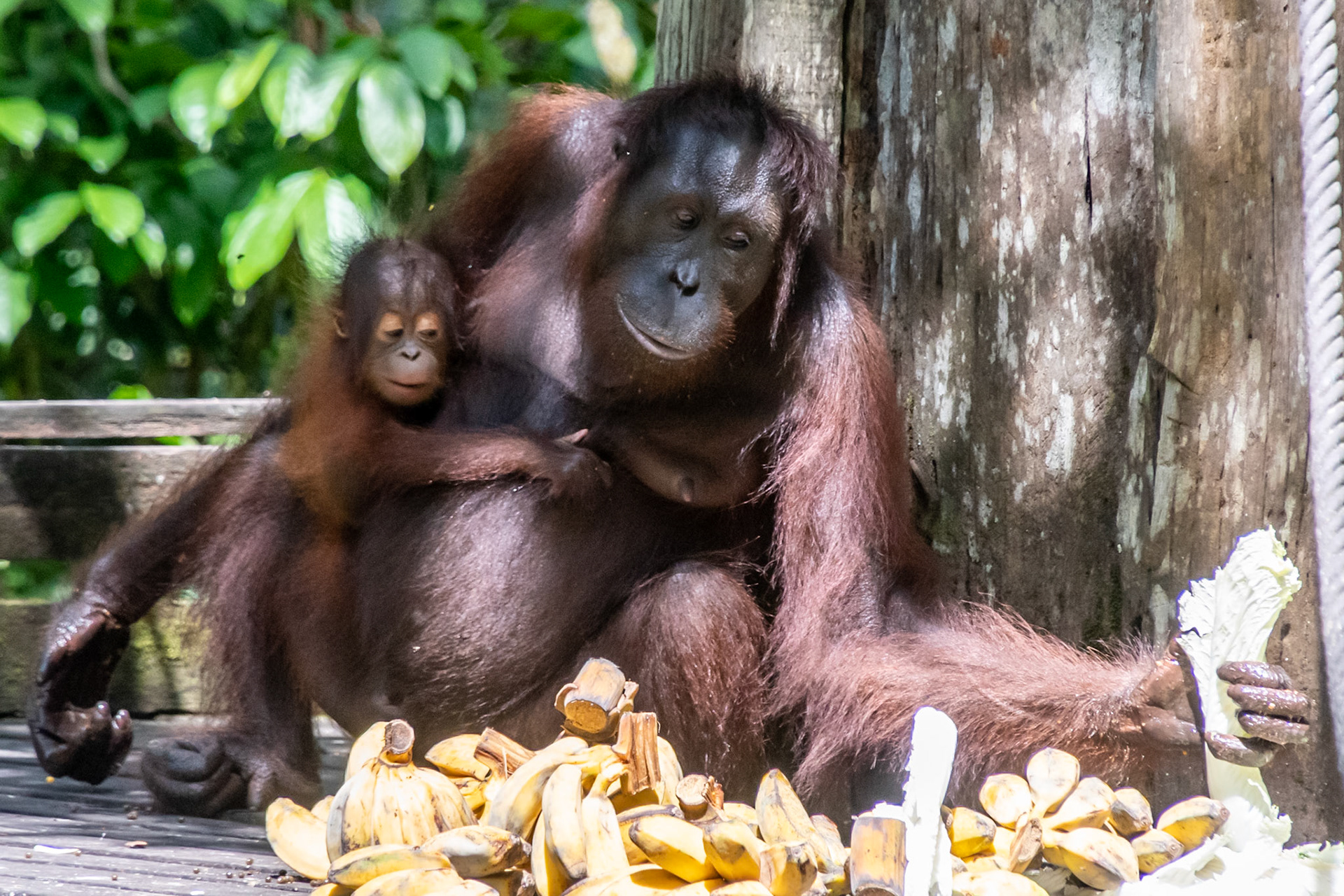 Orangutan with baby, Sepilok Rehabilitation Centre, Malaysia