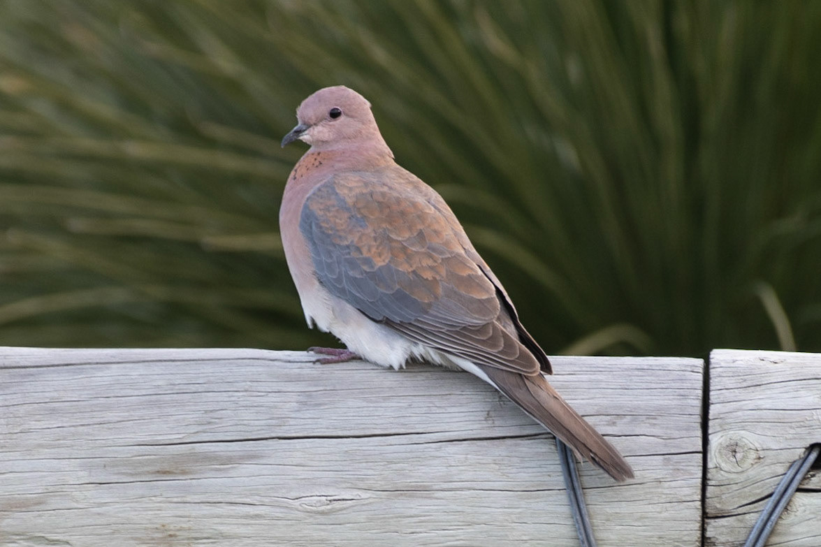 Laughing Turtle-Dove, Mandurah, WA