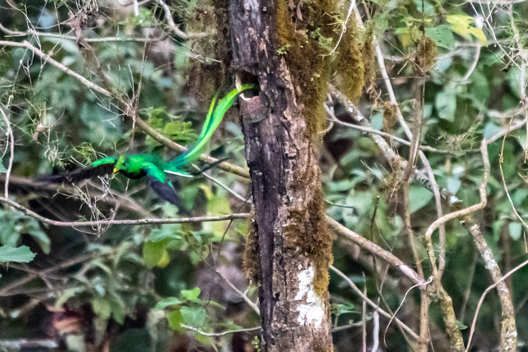 Resplendent Quetzal leaving nest, Savegre, Costa Rica