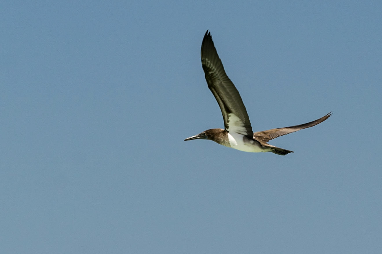 Blue-Footed Booby, San Cristobal, Galapagos, Ecuador