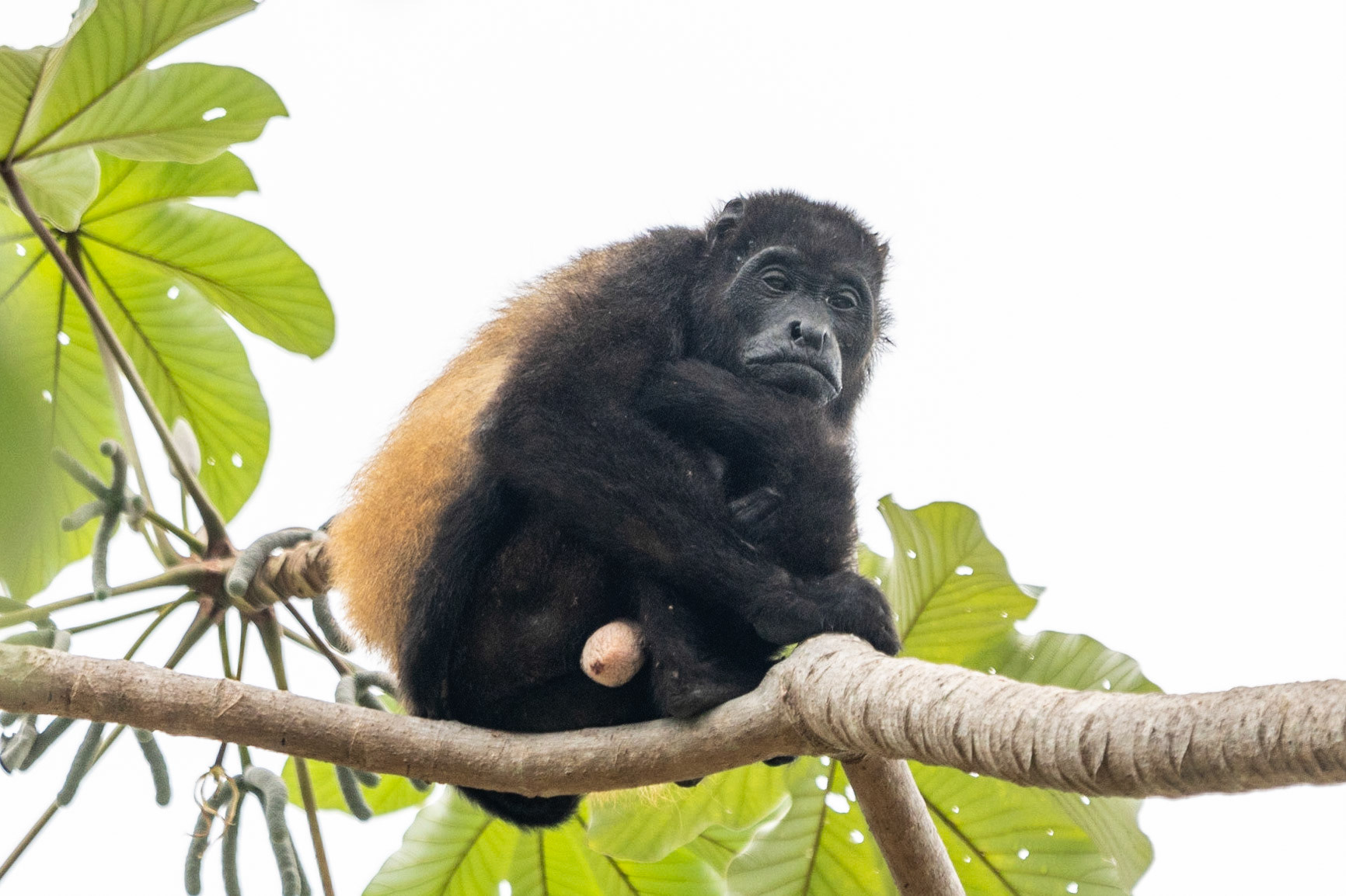 Mantled Howler Monkey, en route to Esquinas Lodge, Costa Rica