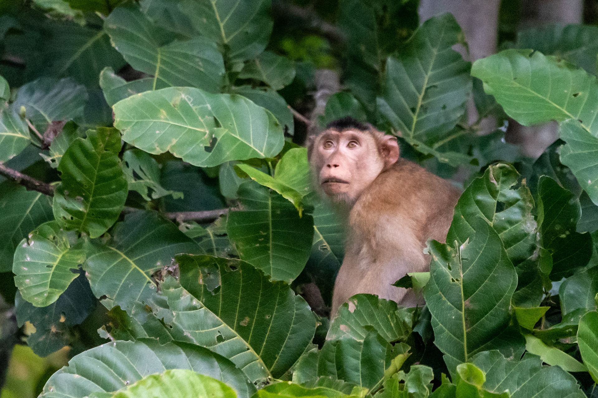 Crab-eating macaque, Kinabatangan River, Malaysia