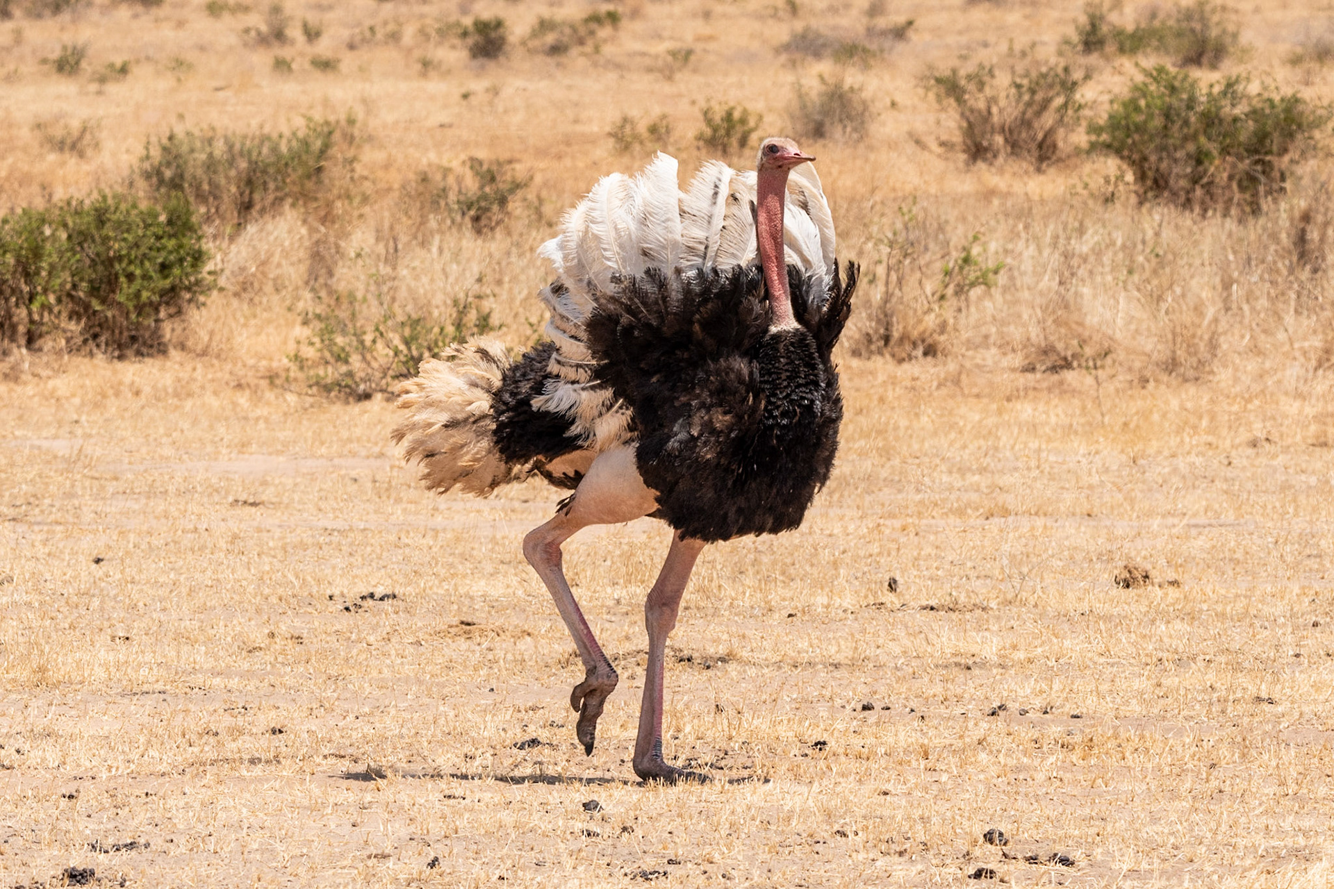 Male Ostrich displaying, Tarangire National Park