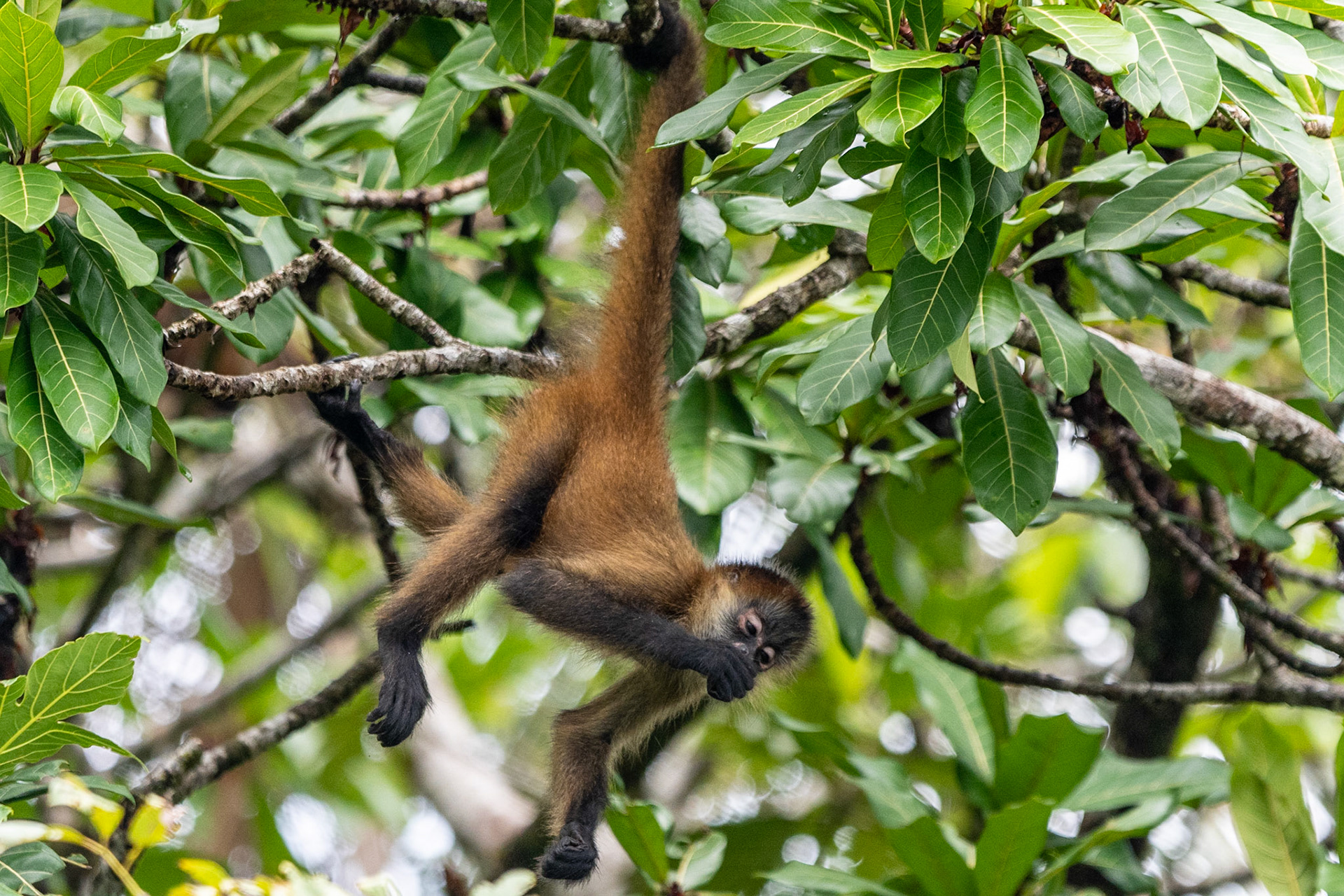 Geoffrey's Spider Monkey, Tortuguero, Costa Rica