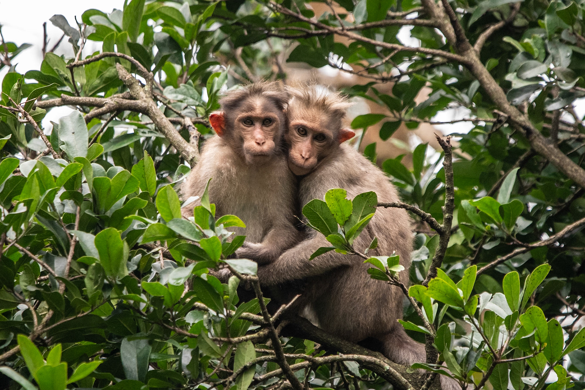 Bonnet macaques, en route to Madurai, India