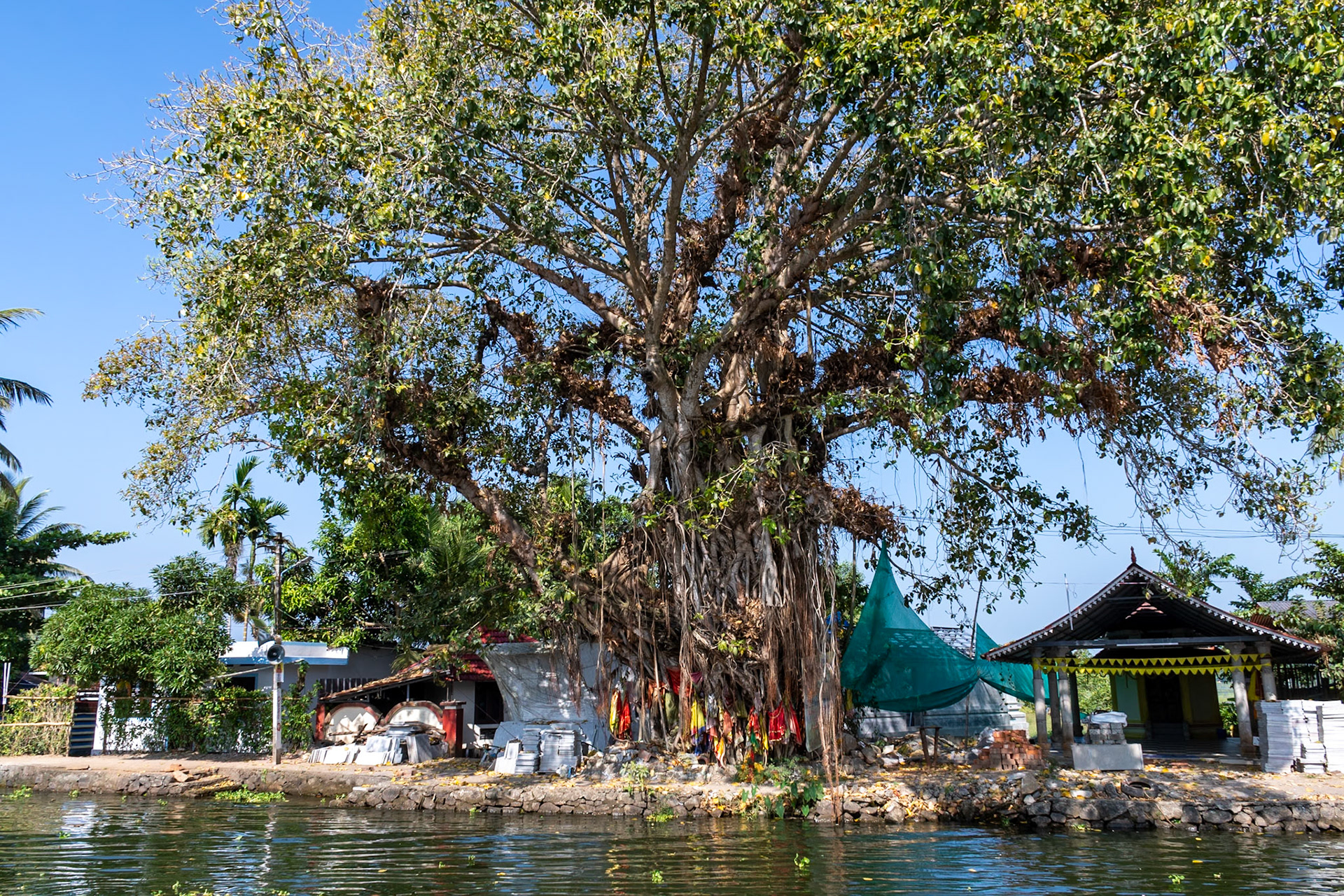 Banyan tree, Backwaters, Alleppey