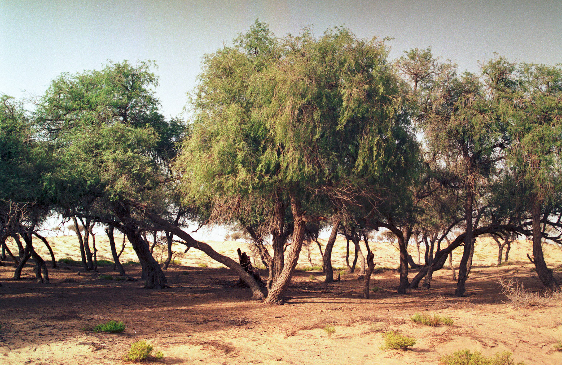 "Woodlands", Wahiba Sands