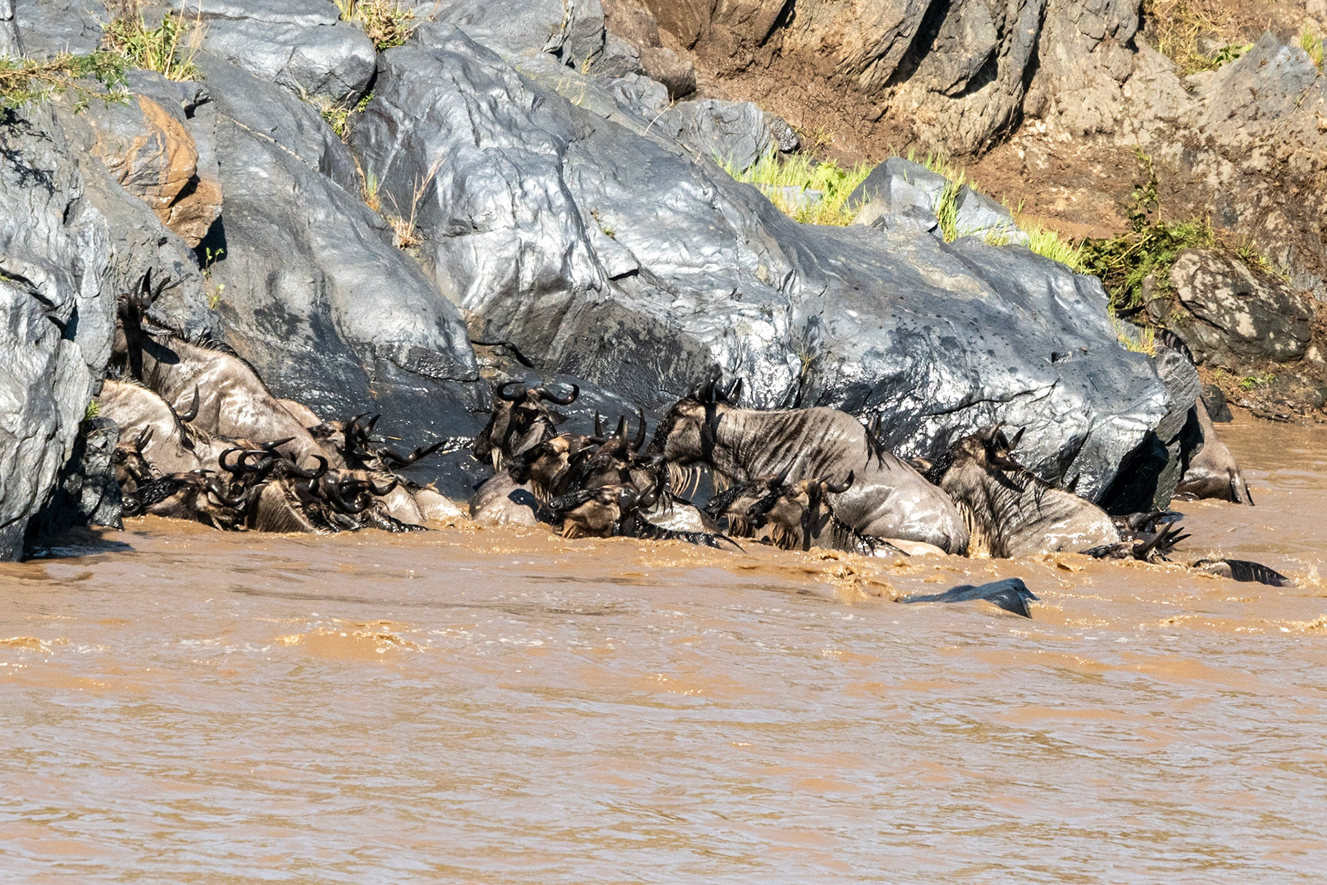 Wildebeests crossing Mara River, Maasai Mara