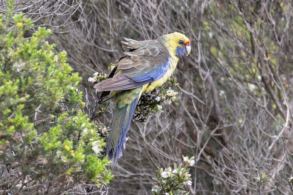 Green Rosella, Binalong Bay, Tas