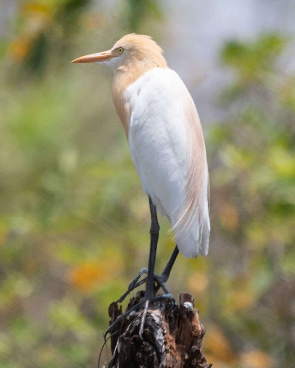 Cattle Egret, Yellow Water Billabong, NT