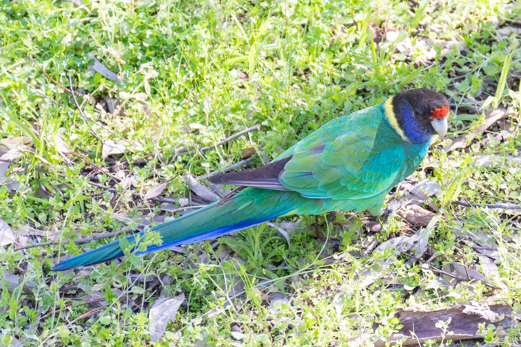 Australian Ringneck Parrot, Yanchep, WA