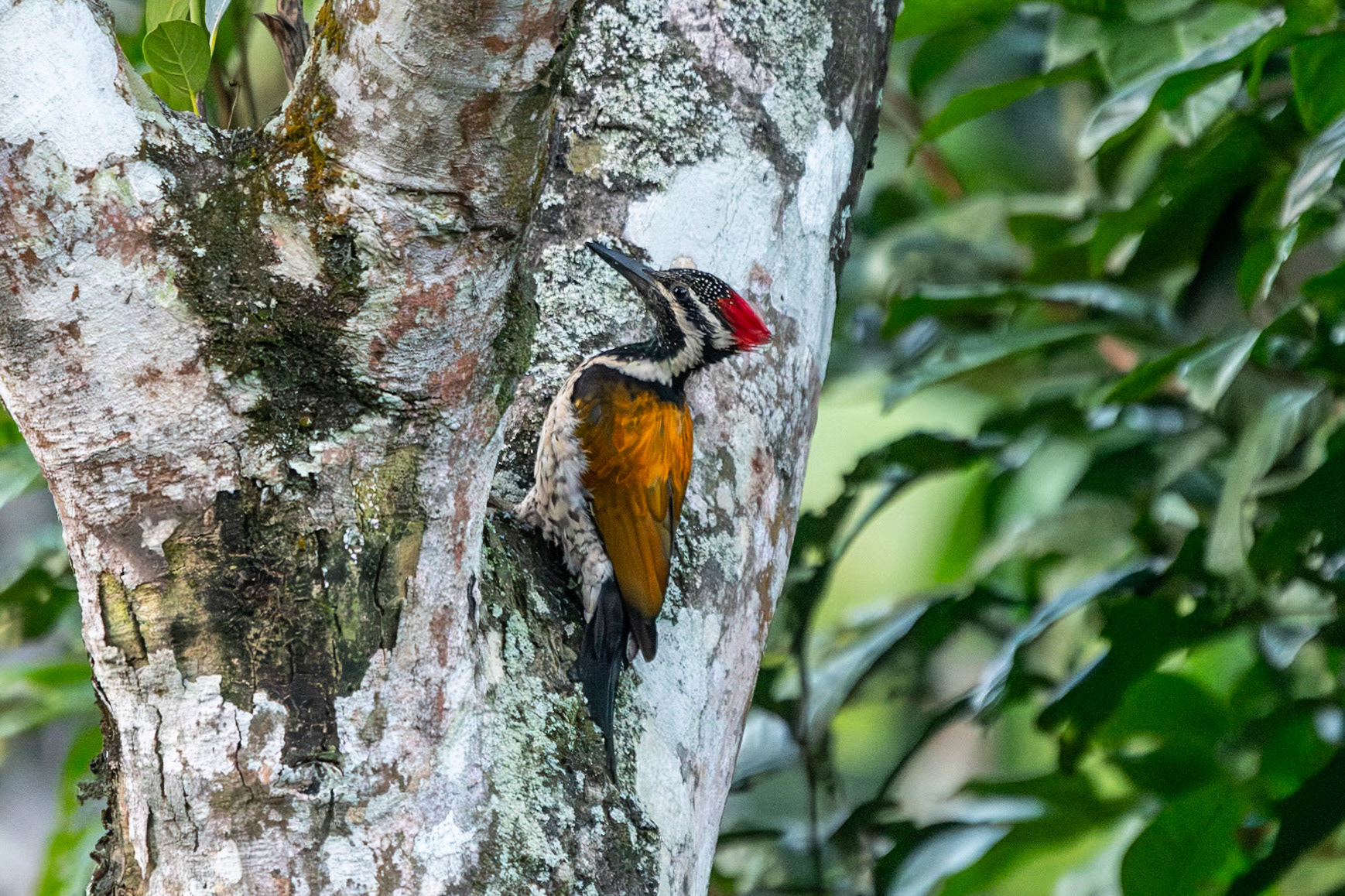 Black-rumped Flameback, Thekkady